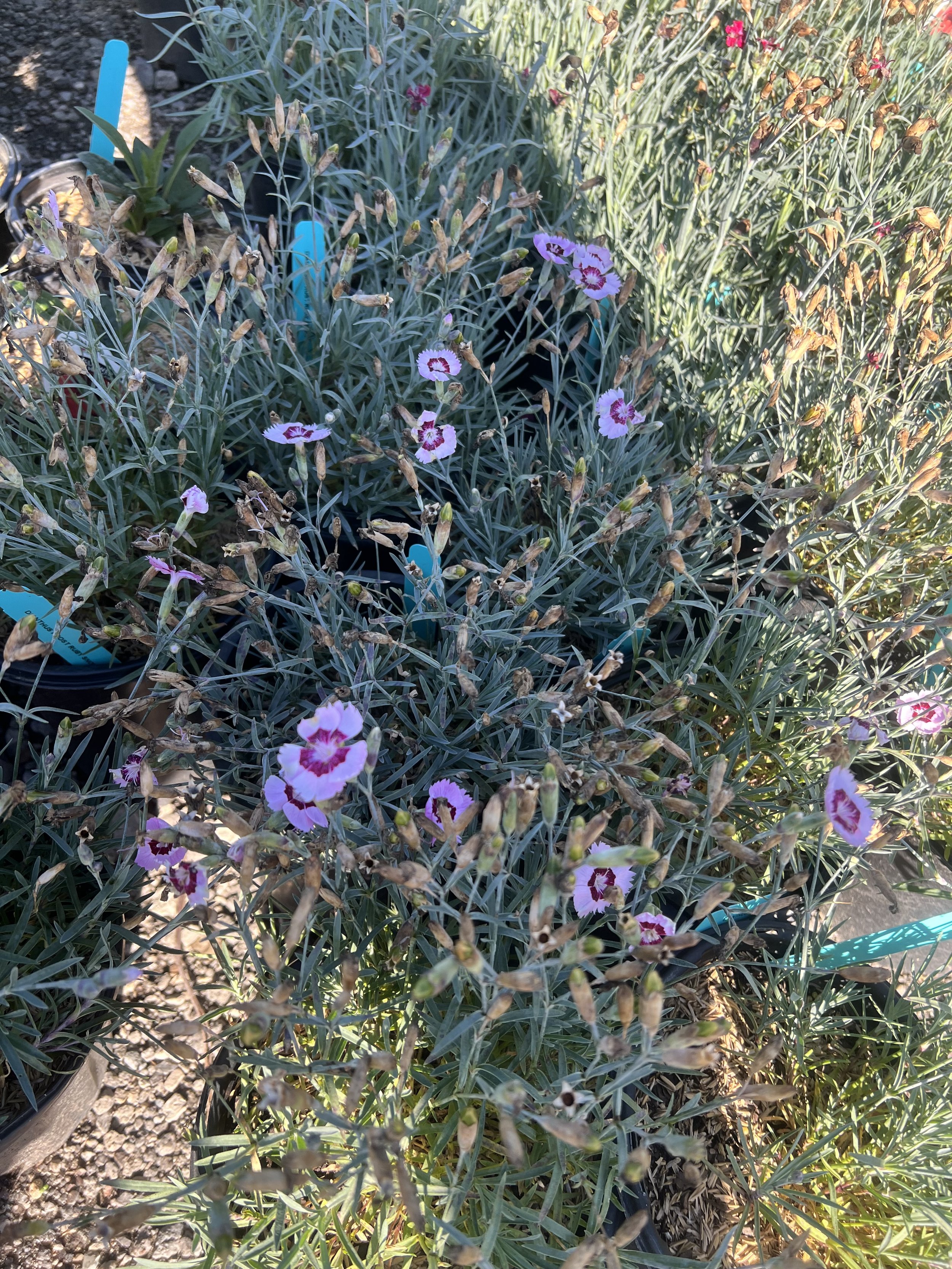 IMG_0927.jpeg