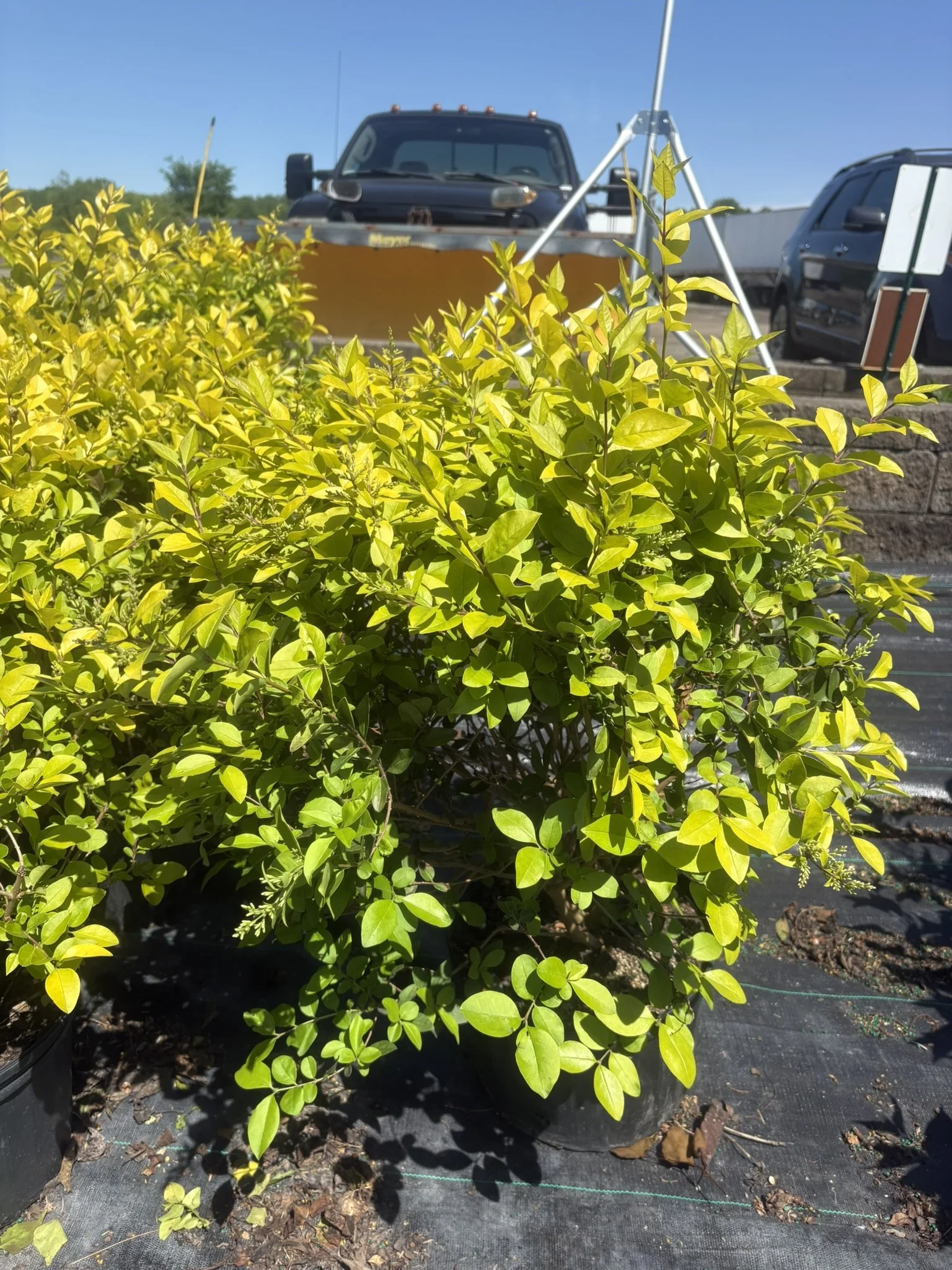 Golden Vicary Privet