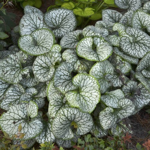 brunnera_jack_frost.jpg