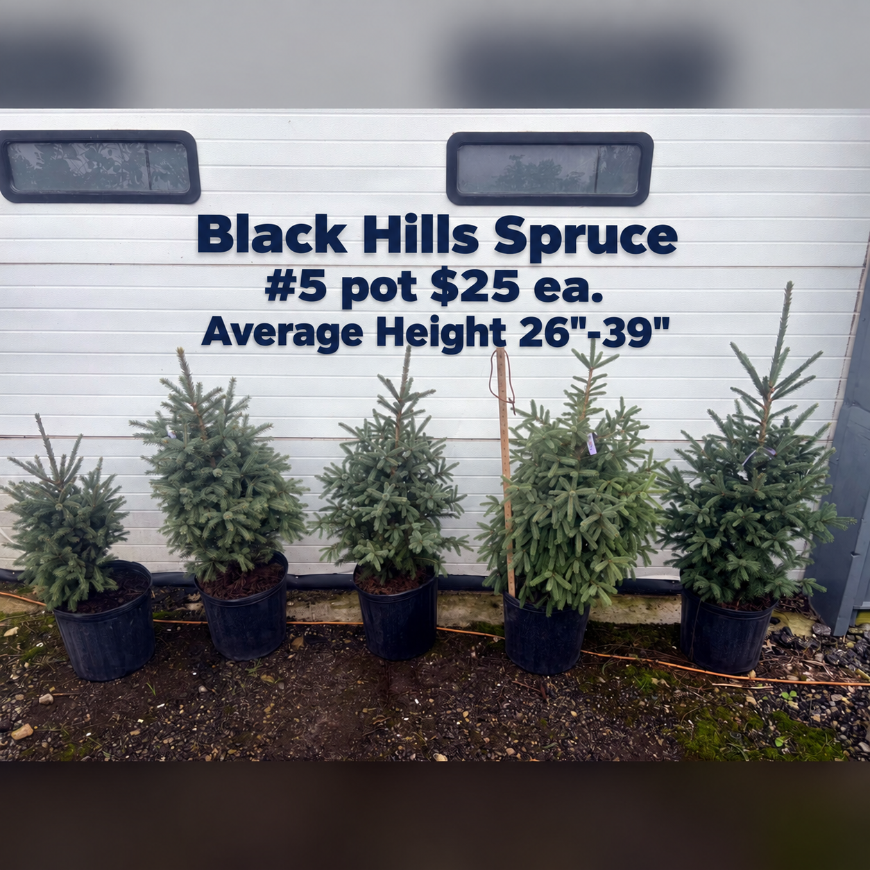 Black Hills Spruce