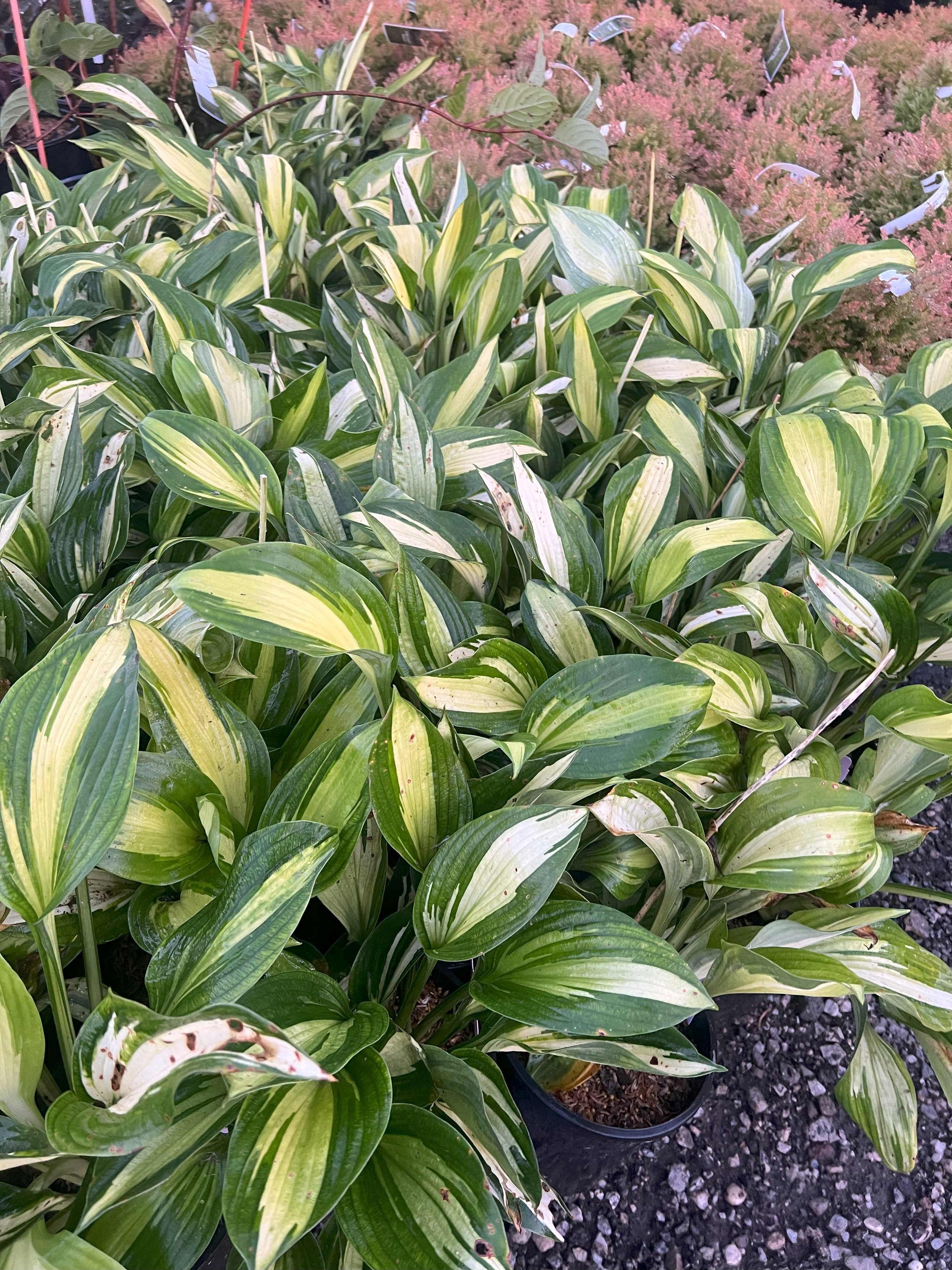 Vulcan Hosta