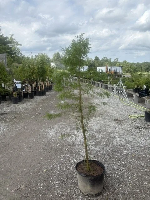 Bald Cypress