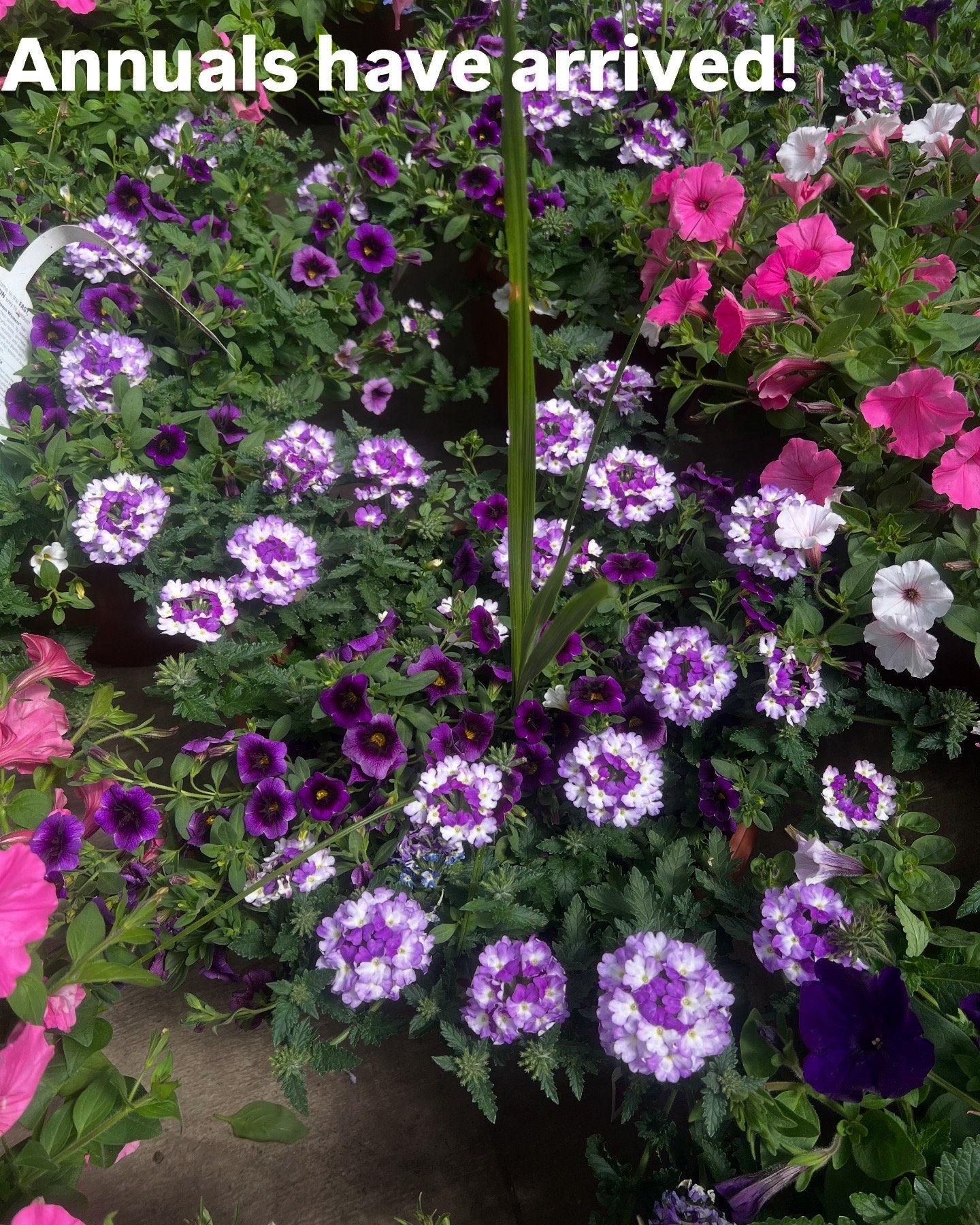 E7C18569-7EA2-4623-A9FD-0B8A1E07A837.jpeg