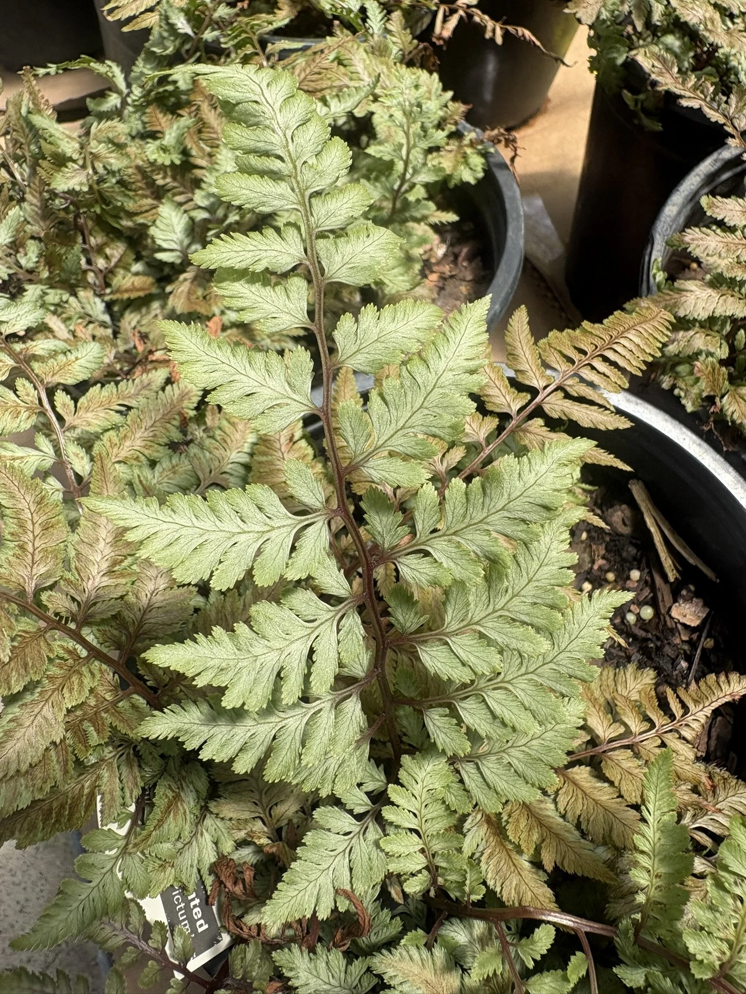 Japanese Painted Fern