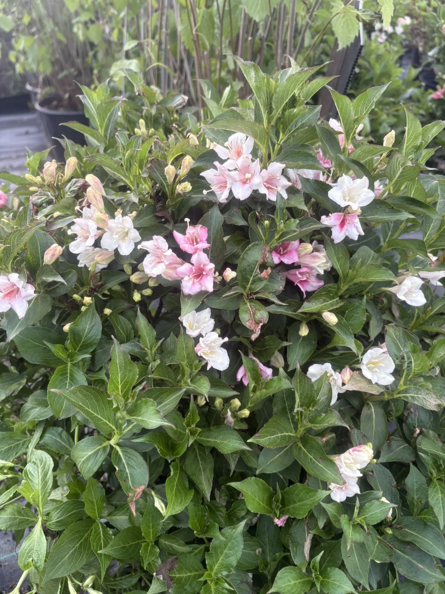 Czechmark Trilogy Weigela