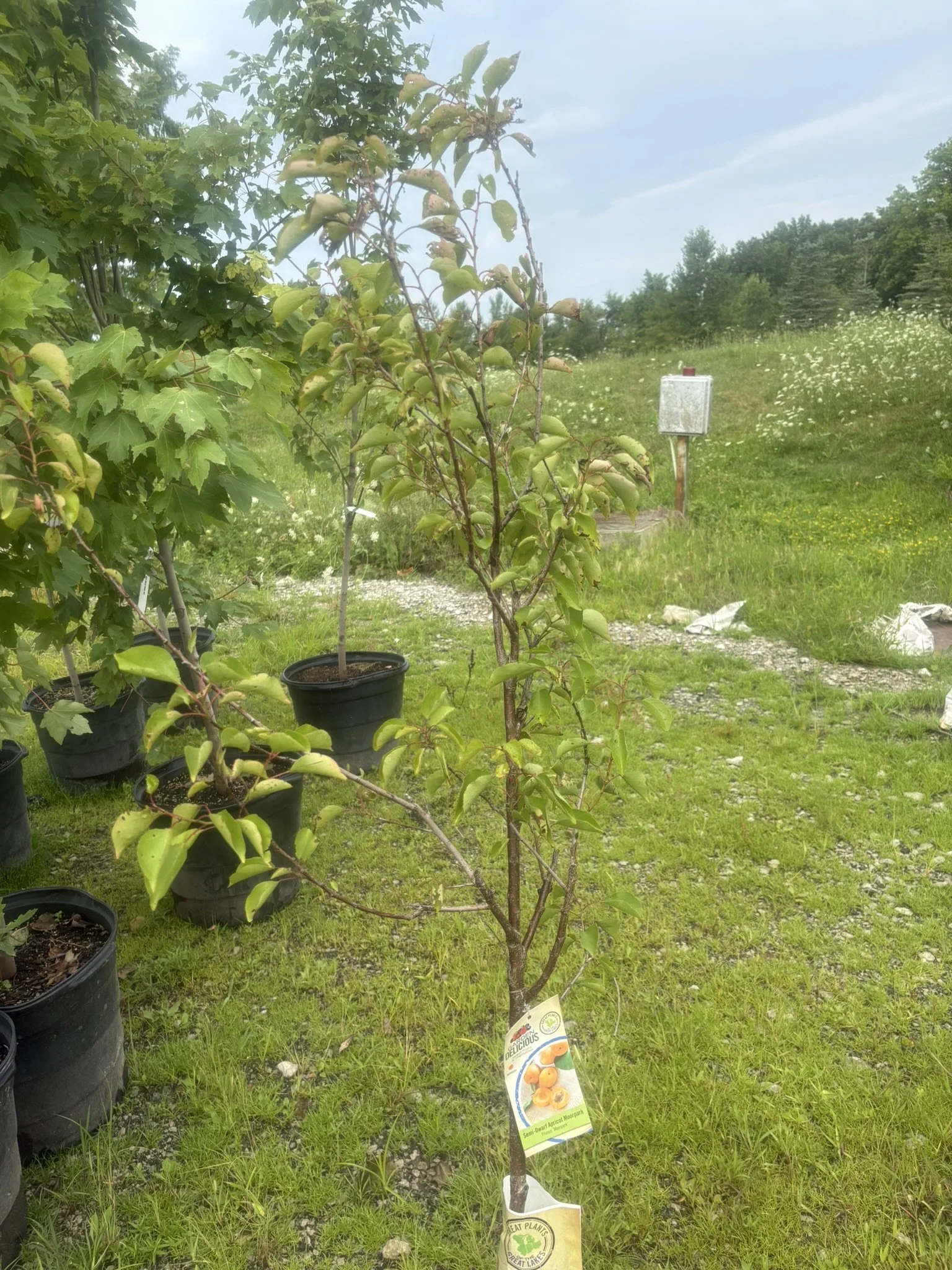 Moorpark Apricot Tree