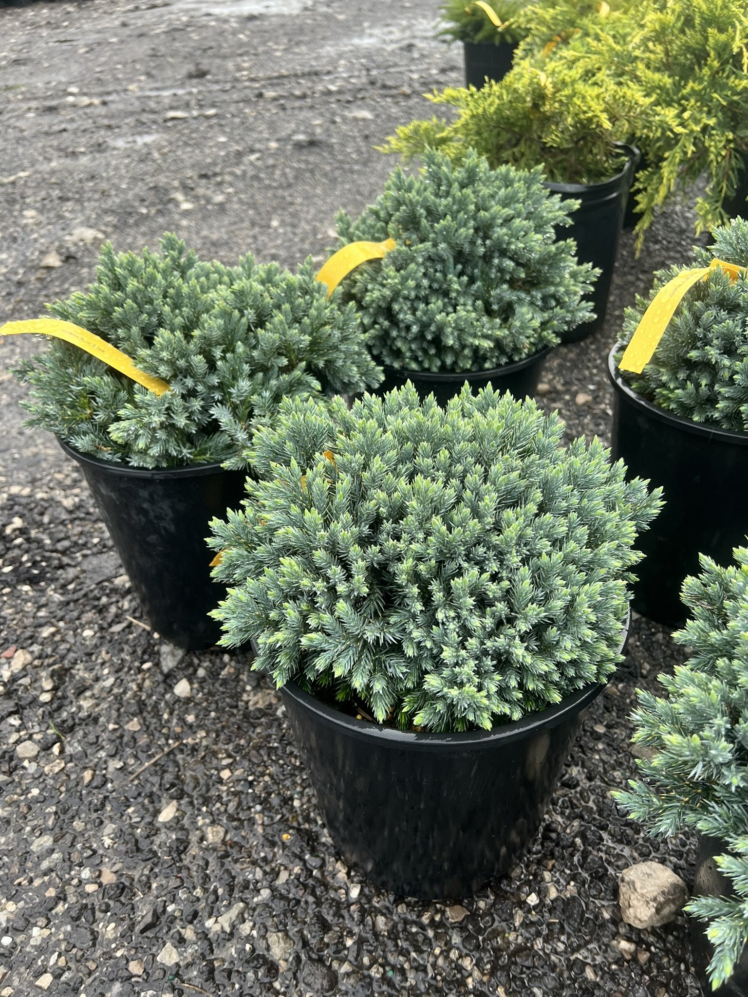 Blue Star Juniper