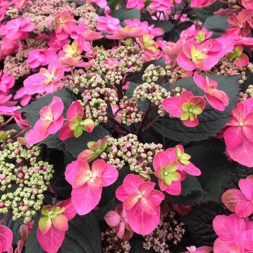 tuff_stuff_red_hydrangea_proven_winners.jpg