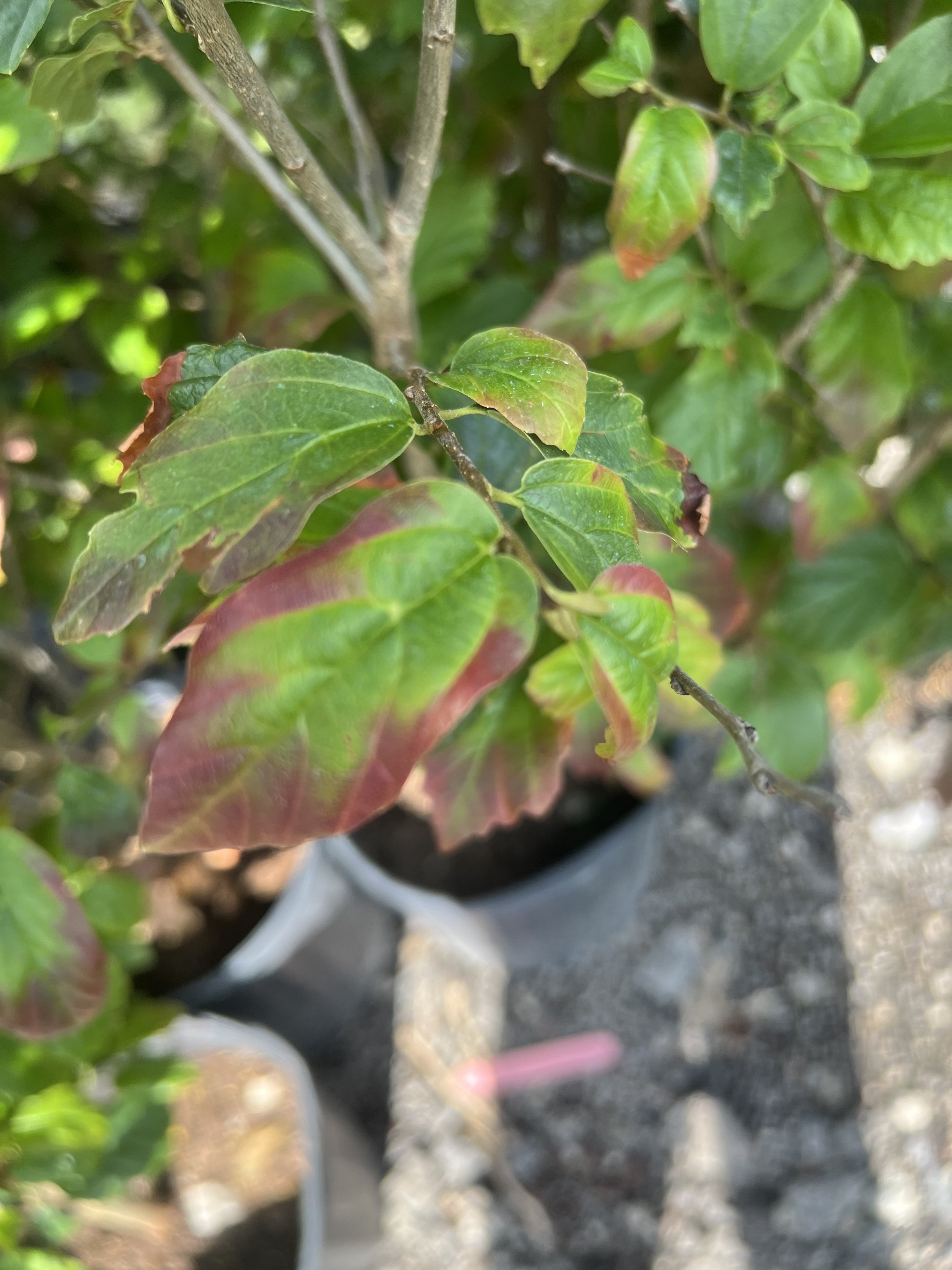 IMG_1169.jpeg