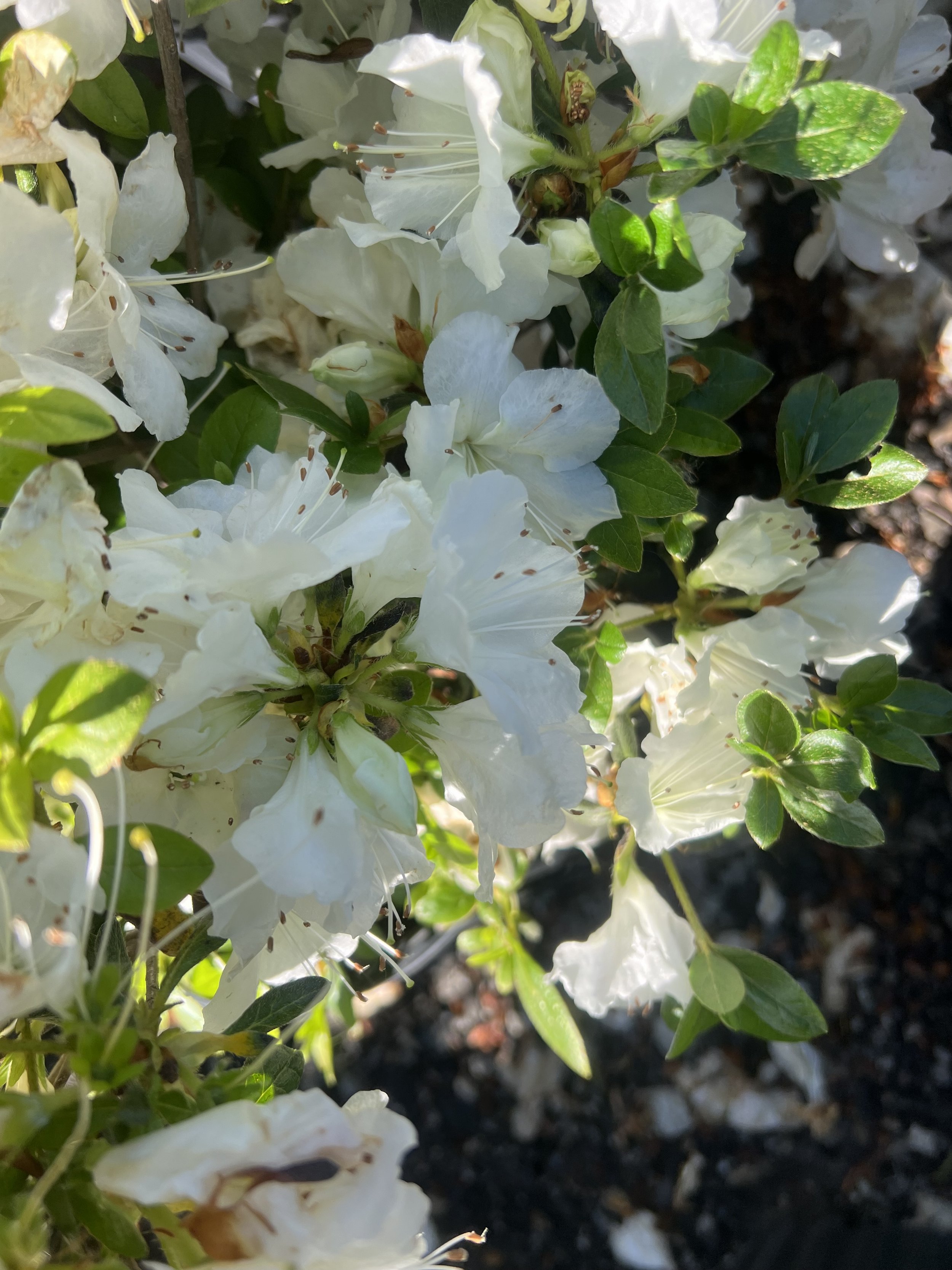 IMG_0919.jpeg