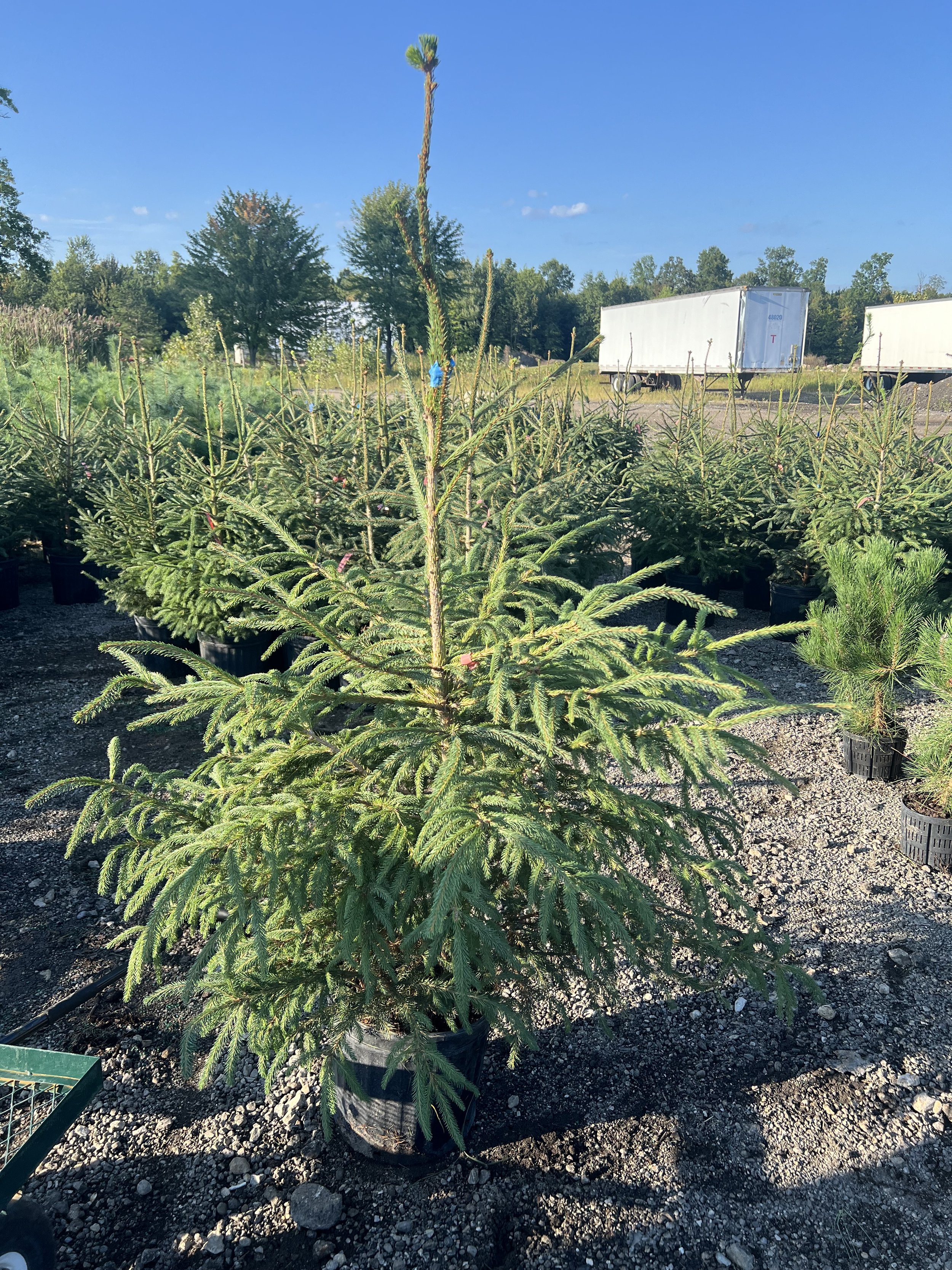 Norway Spruce