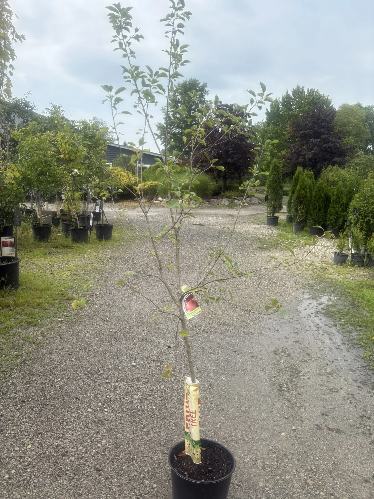 Fuji Apple Tree