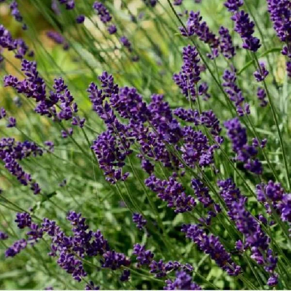 herb-lavender-hidcote-blue-herb-1659617787.jpg
