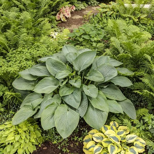 'Empress Wu' Hosta