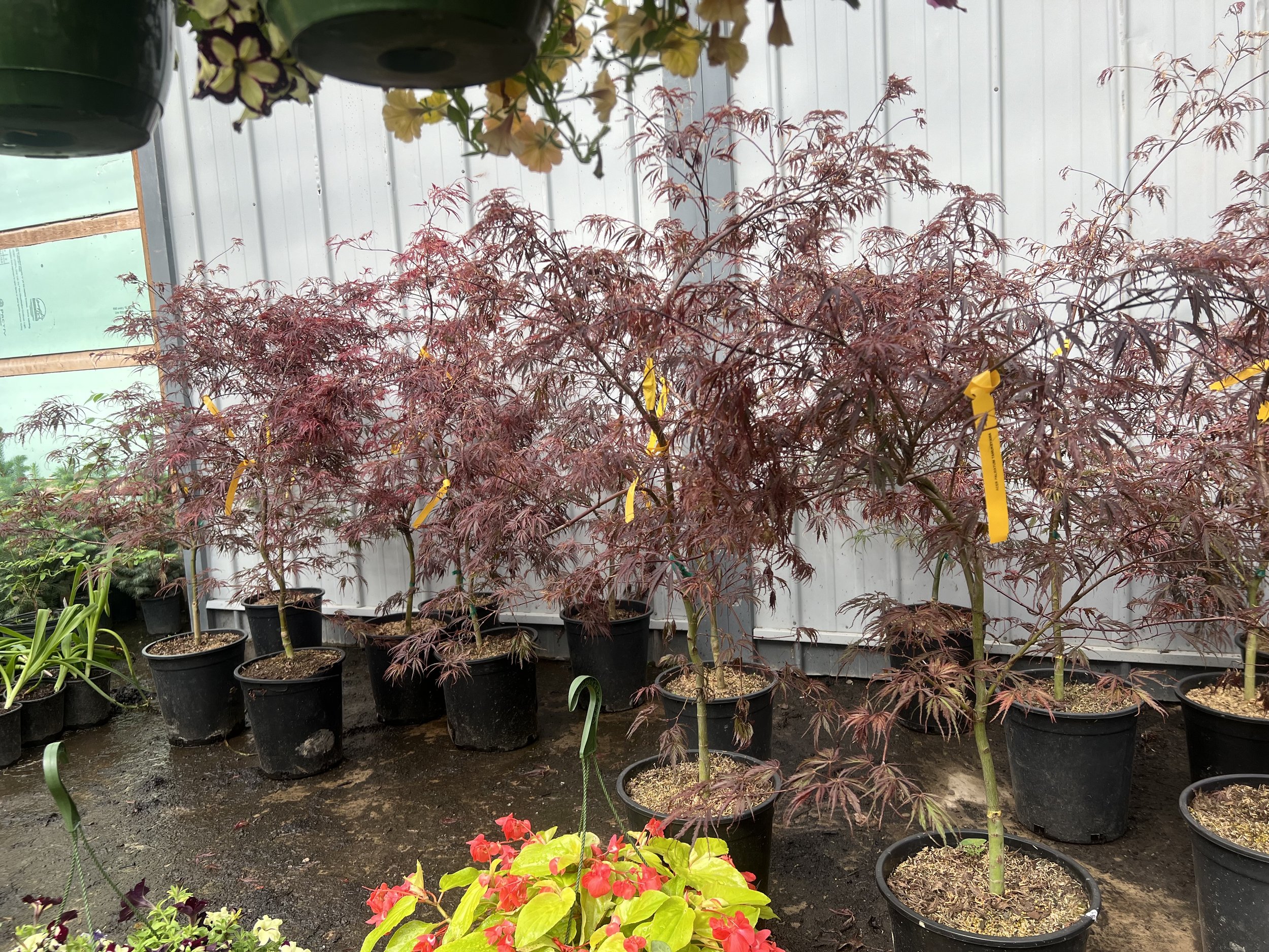 Tamukeyama Japanese Maple