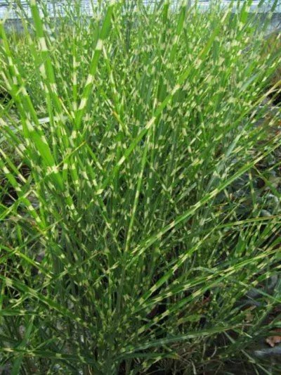 Zebrinus