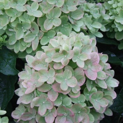 little_lime_hydrangea_0.jpg