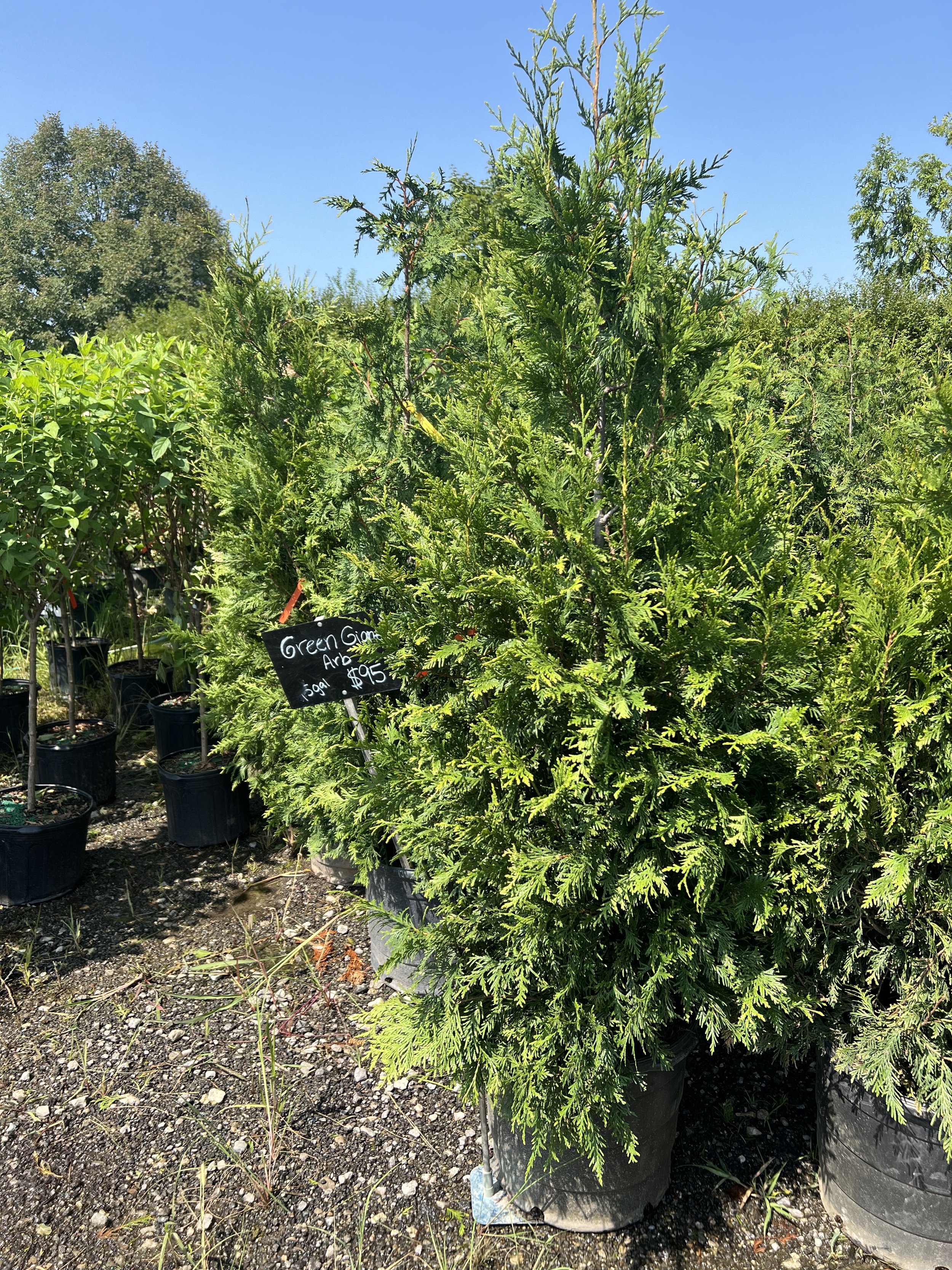 Green Giant Arborvitae