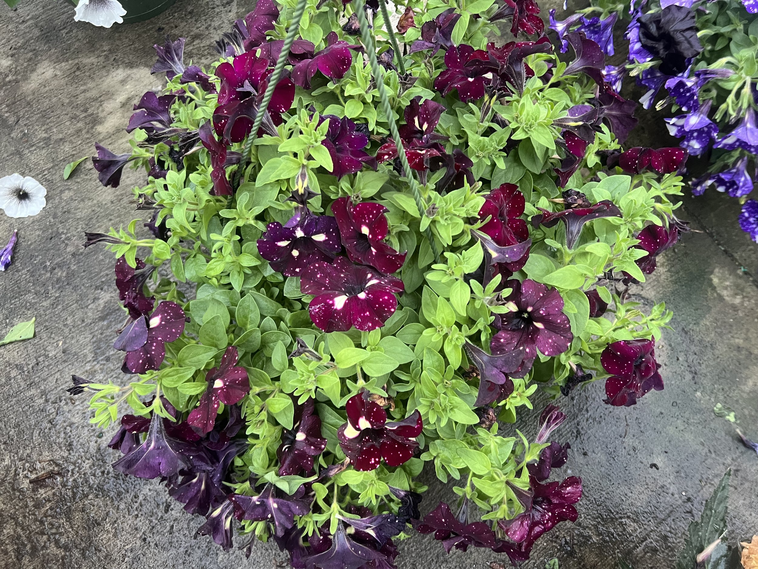 IMG_2921.jpeg