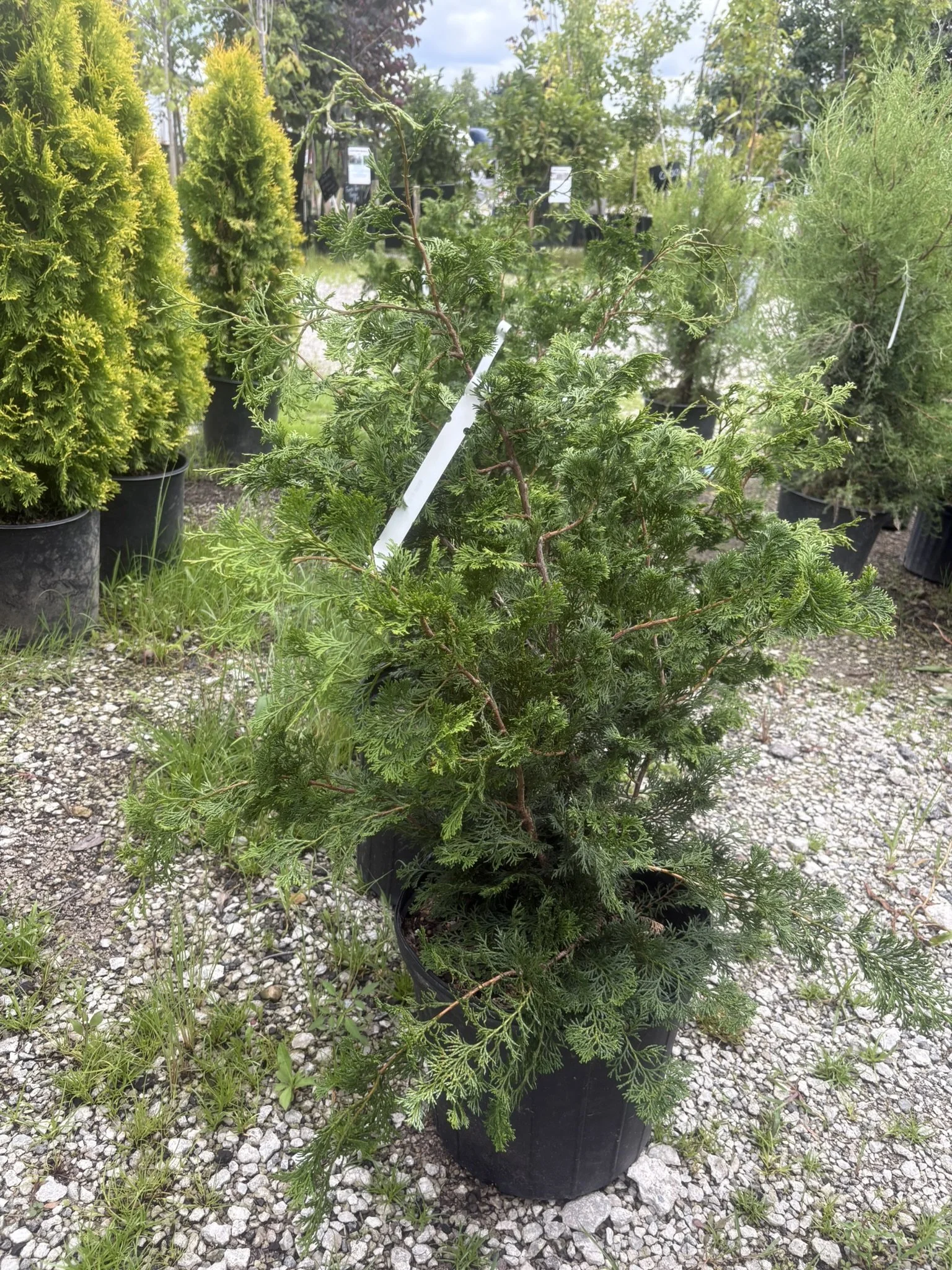 Wells Special Hinoki Cypress