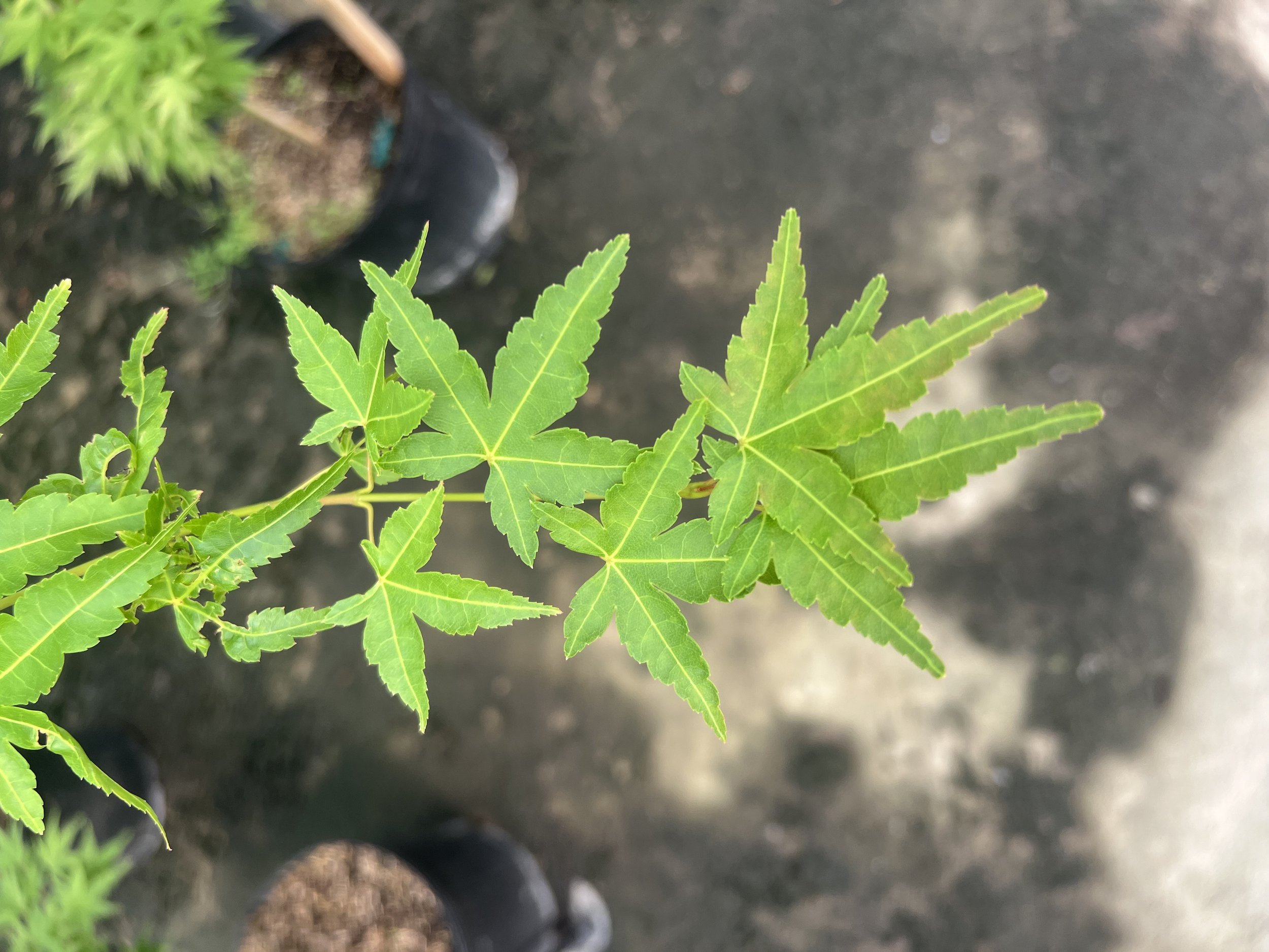 Coralbark Japanese Maple