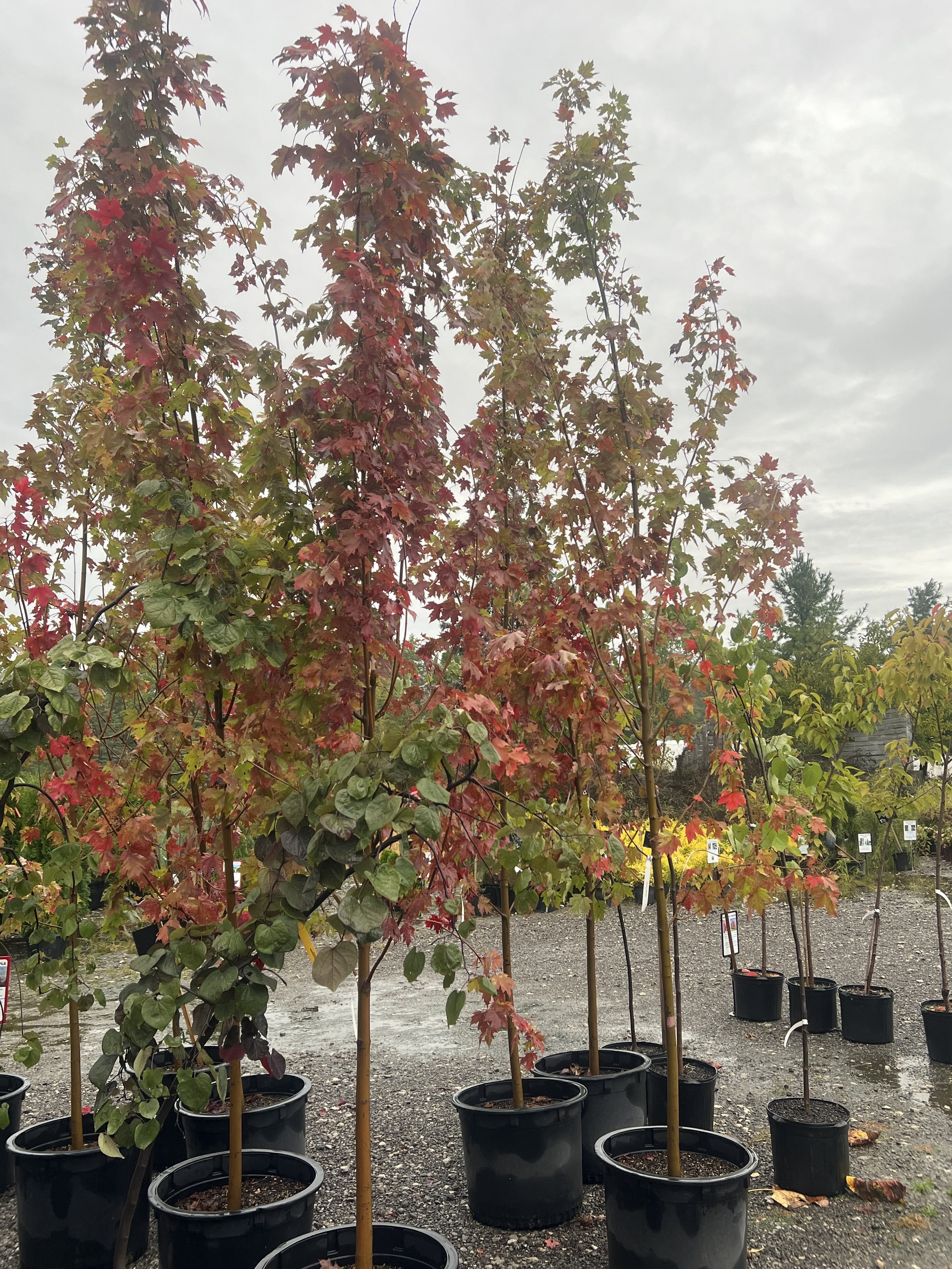 Armstrong Maple