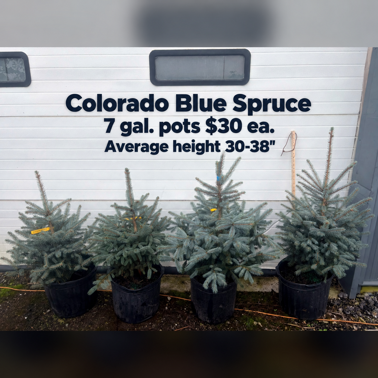 Colorado Blue Spruce