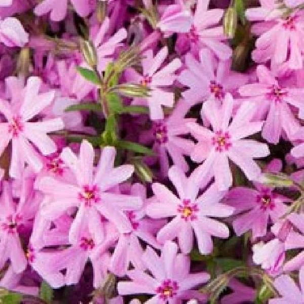phlox-emerald-pink-phlox-1660146398.jpg