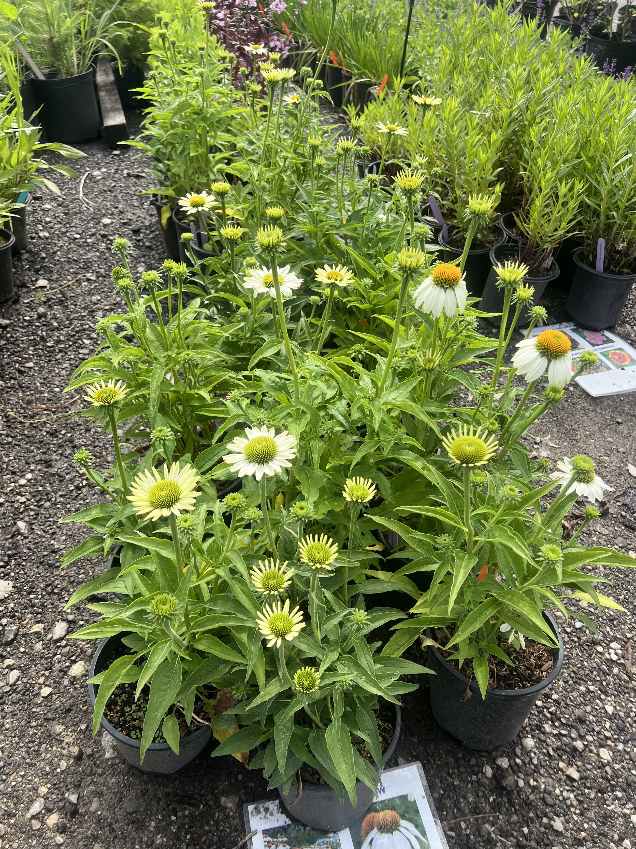 Echinacea (Coneflowers)