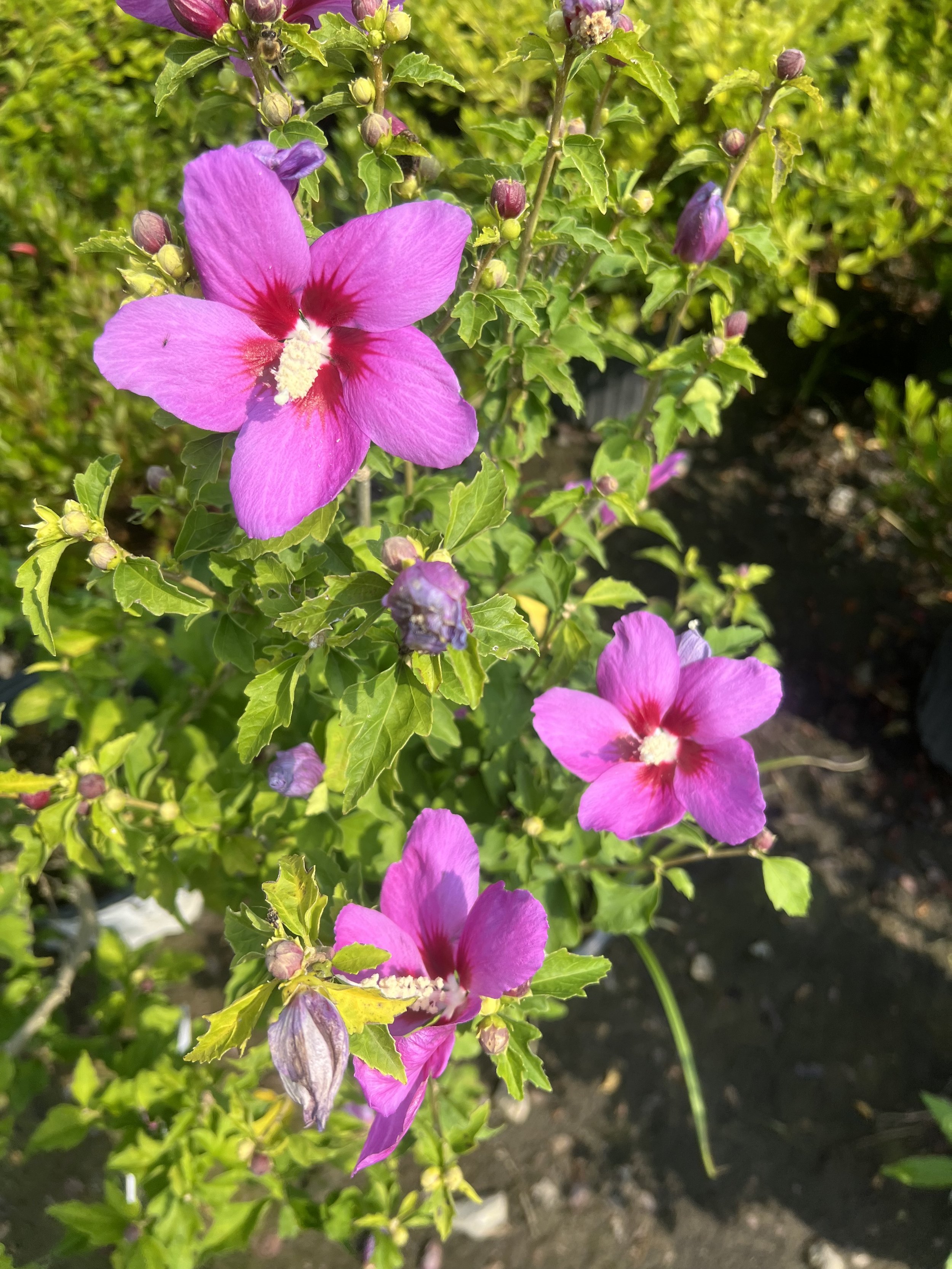 IMG_1396.jpeg