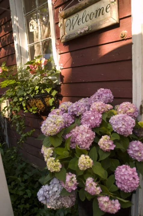 HydmacEndlessSummer-06-2880-1-1-475x715.jpg