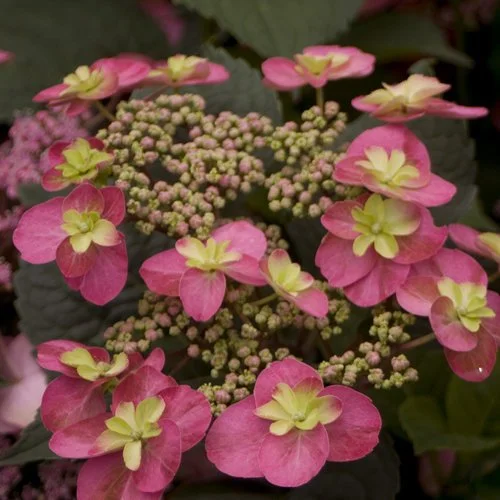 tuff_stuff_red_mountain_hydrangea_serrata_flowers_proven_winners.jpg