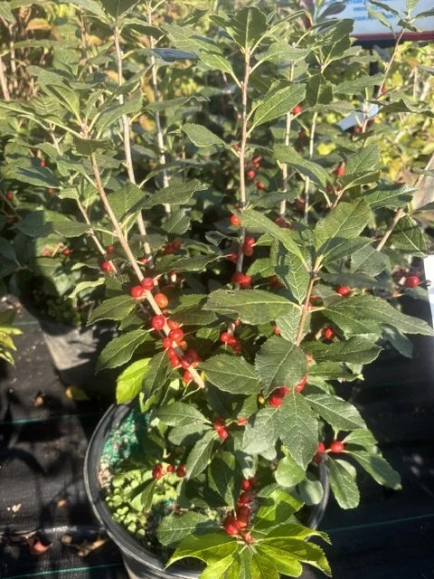 Red Sprite Winterberry