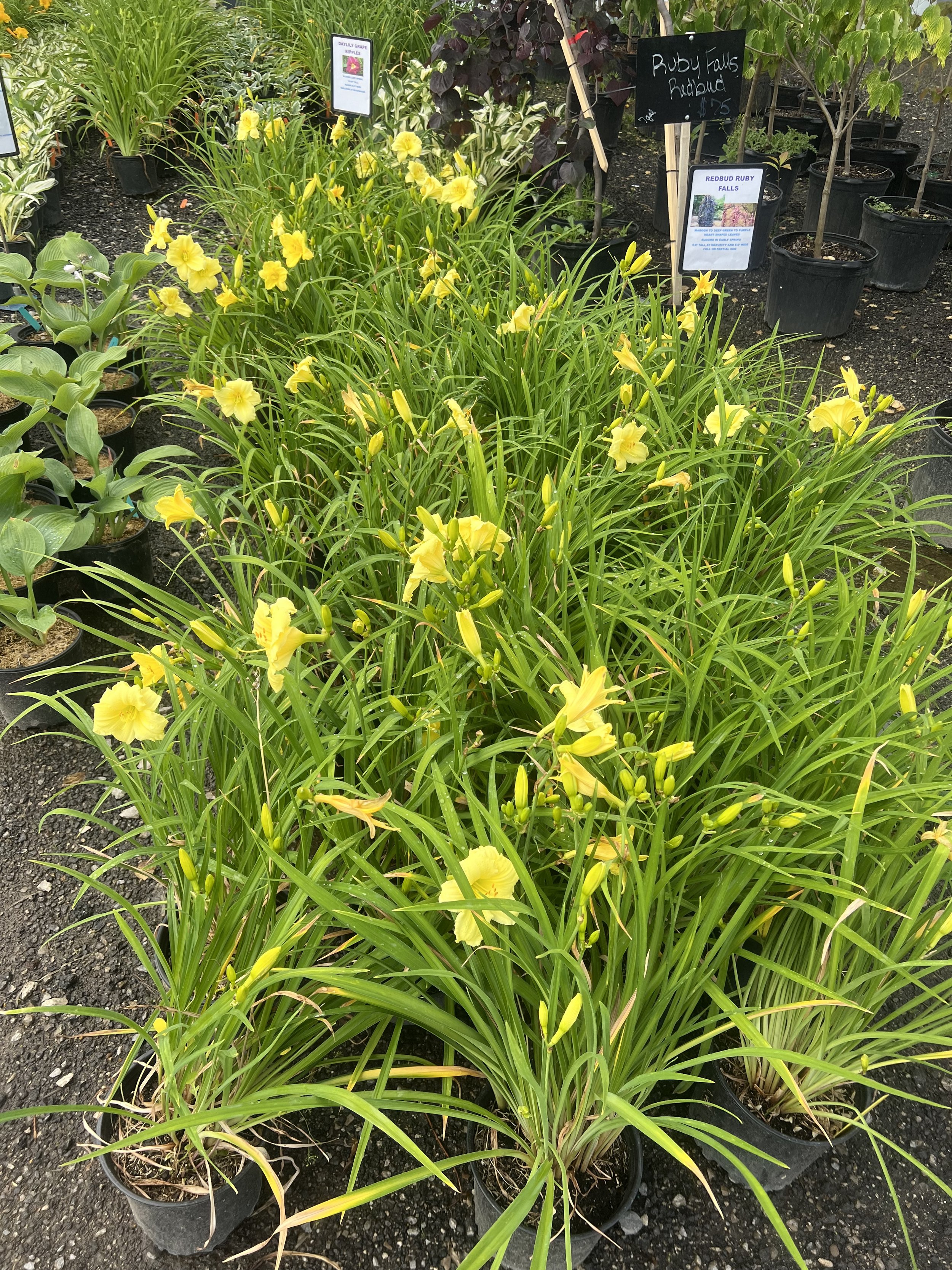 IMG_0977.jpeg