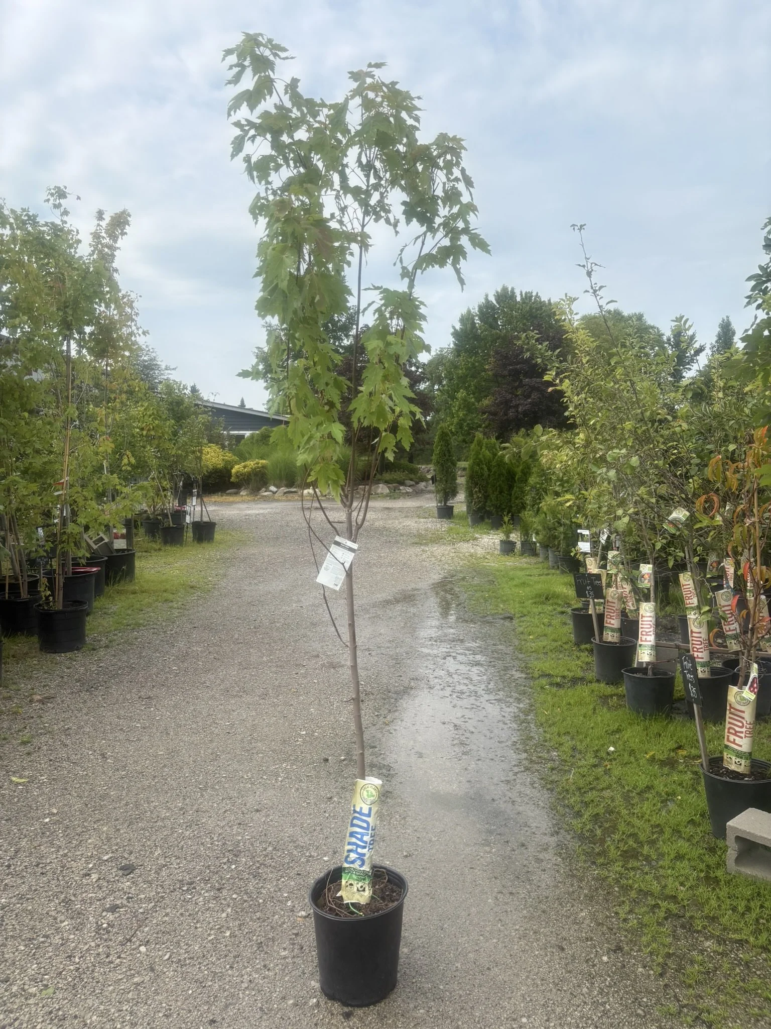 Silver Maple