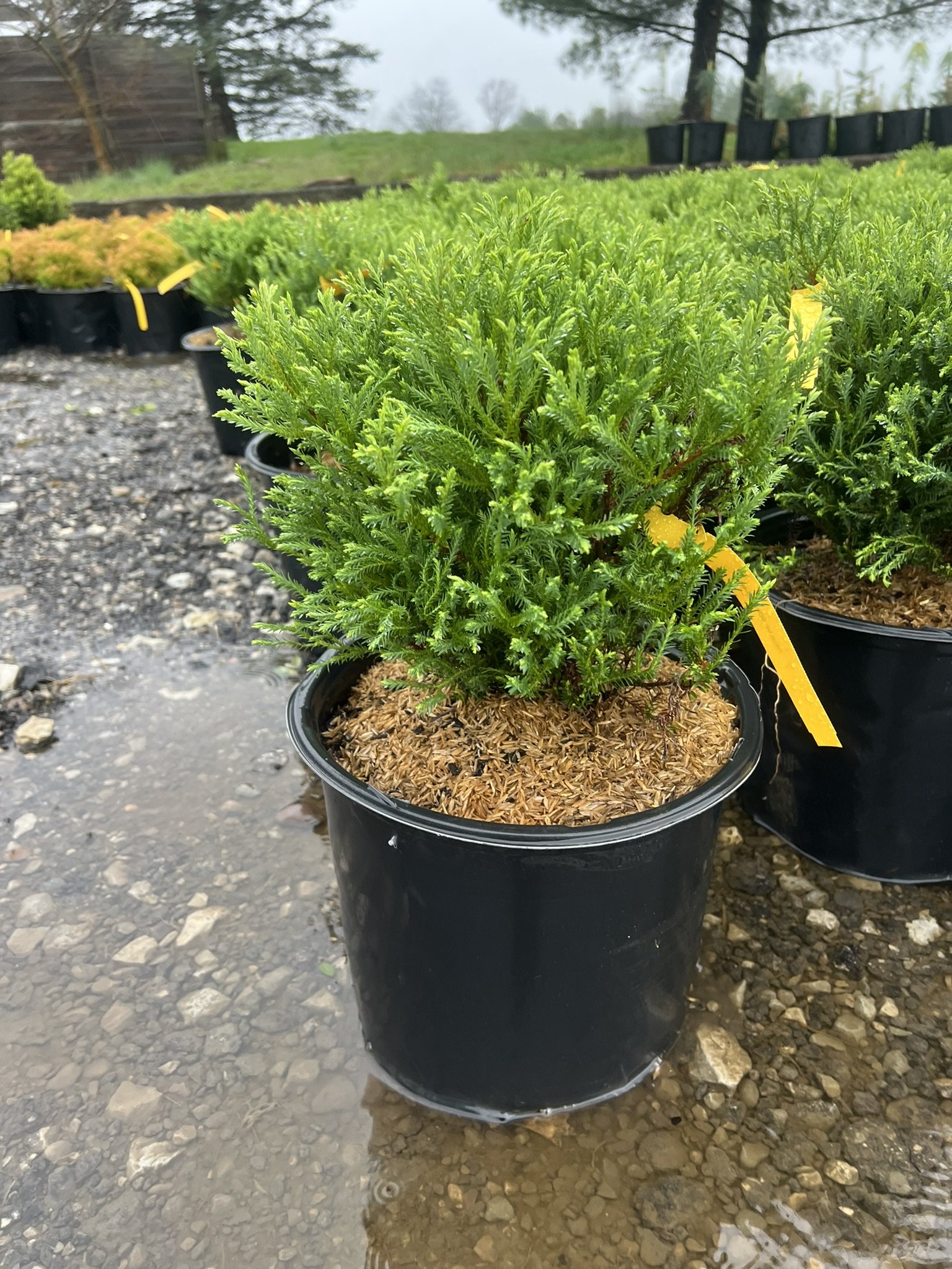 Mr. Bowling Ball Arborvitae- 3 gal.