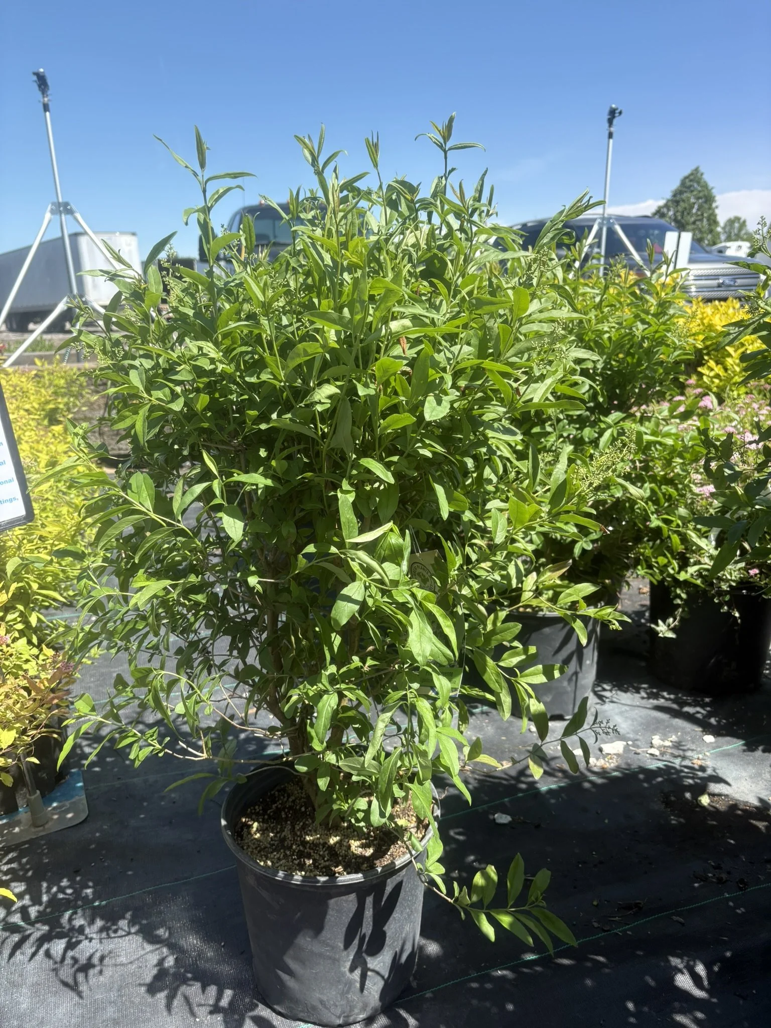 Privet-'Cheyenne'