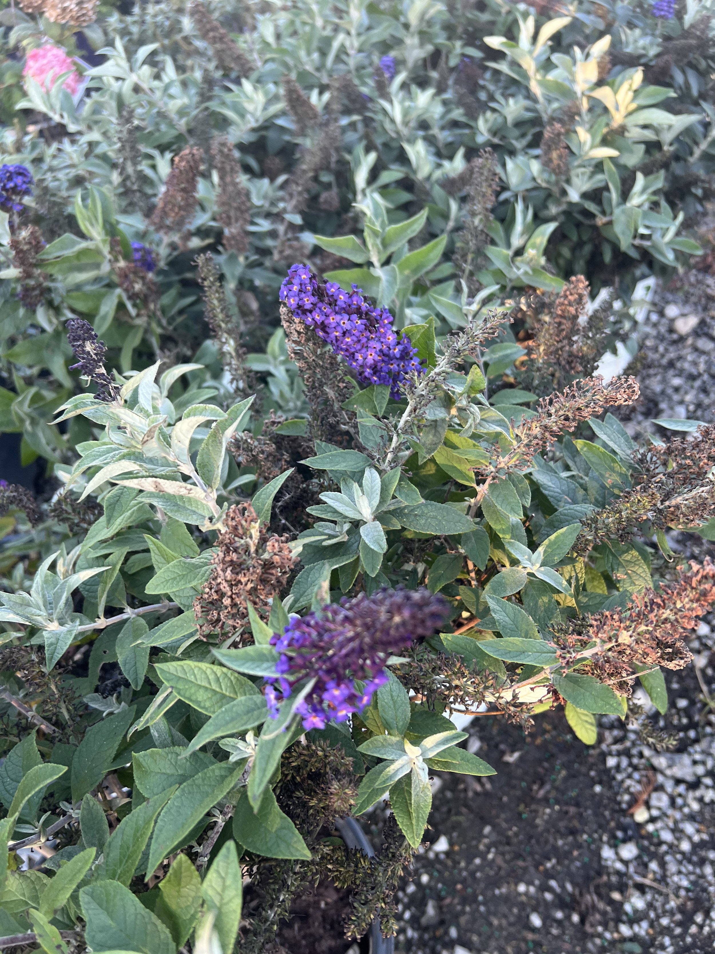 IMG_1816.jpeg
