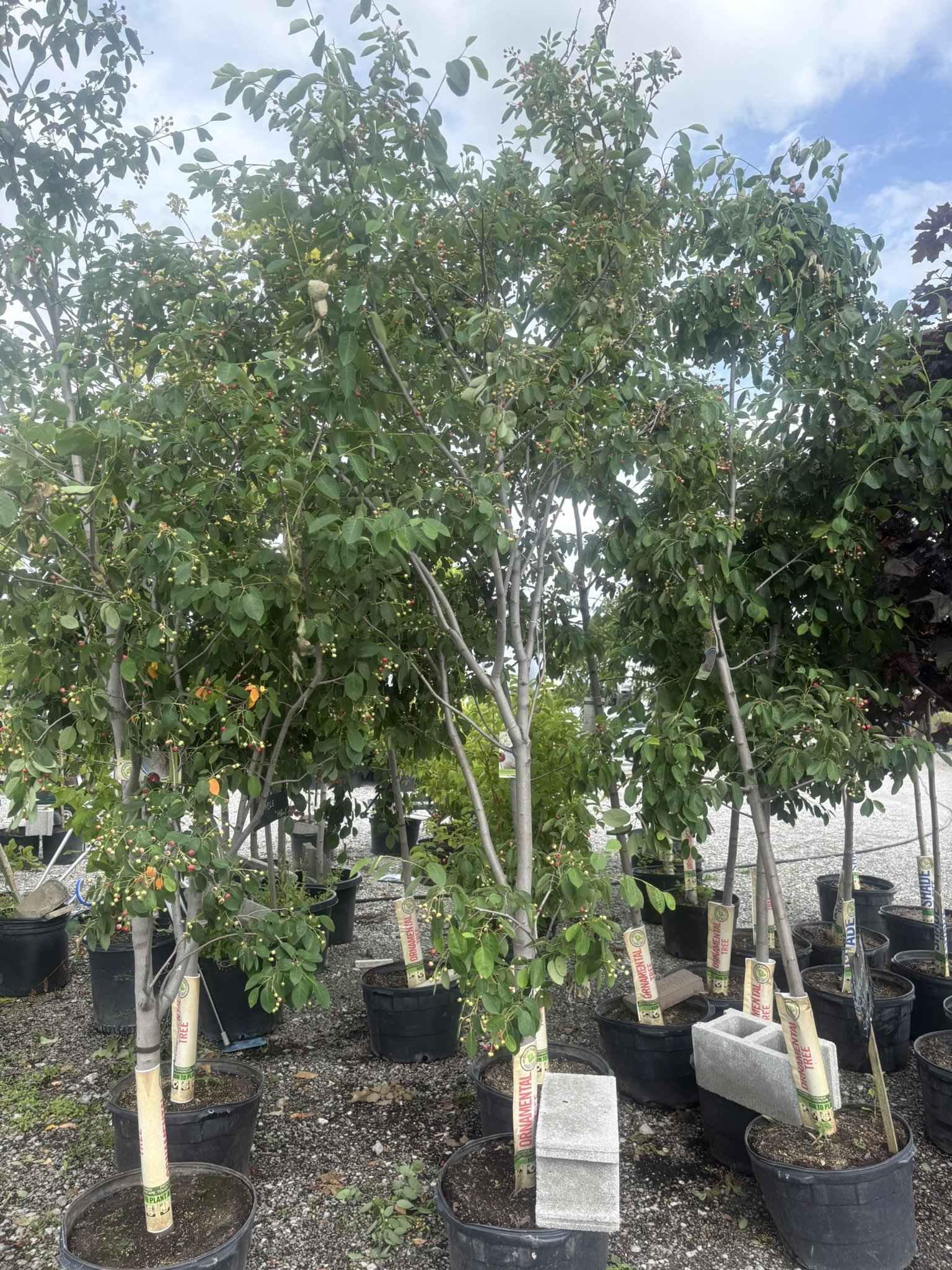 Serviceberry Tree-Autumn Brilliance