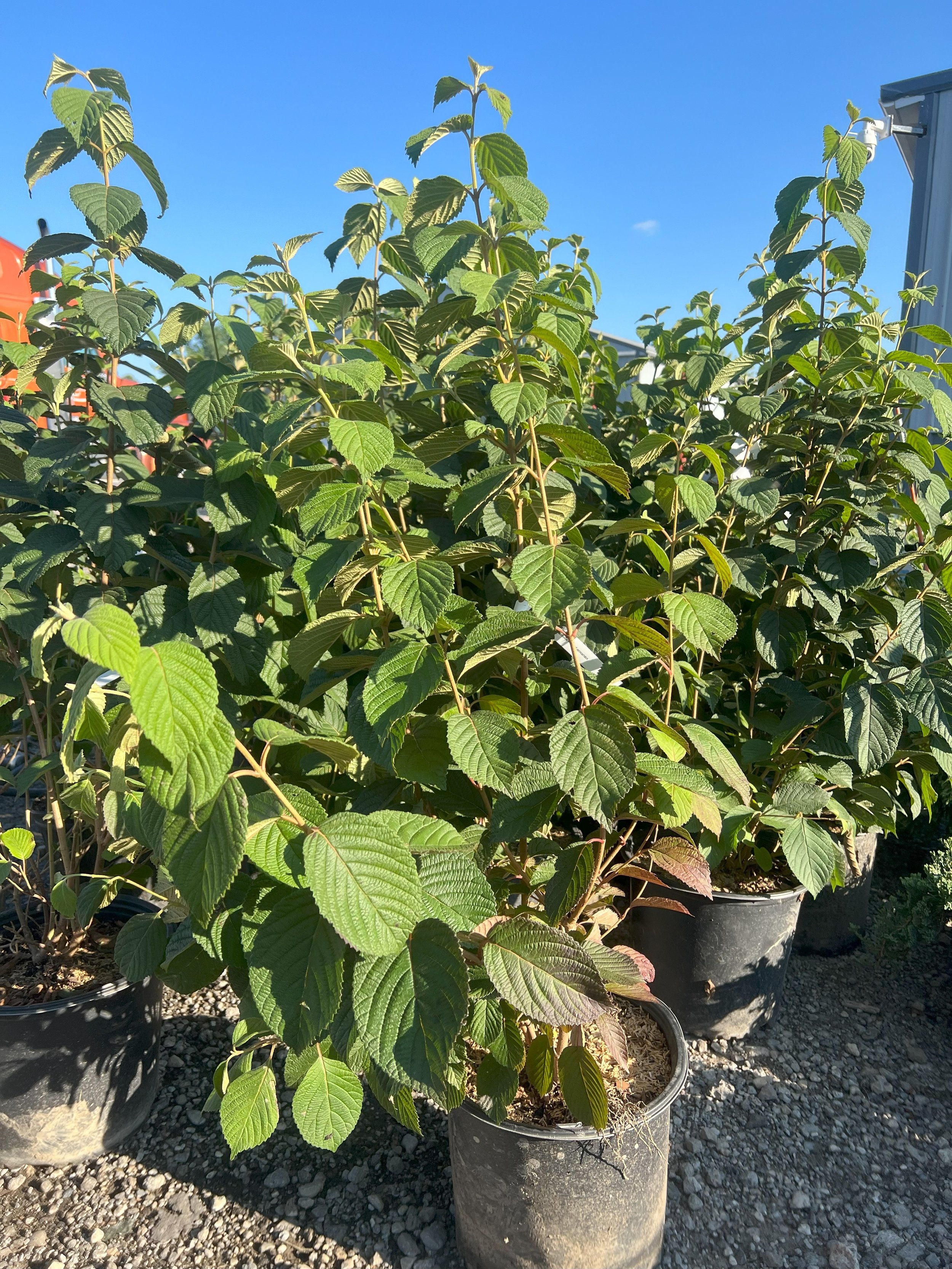Popcorn Viburnum