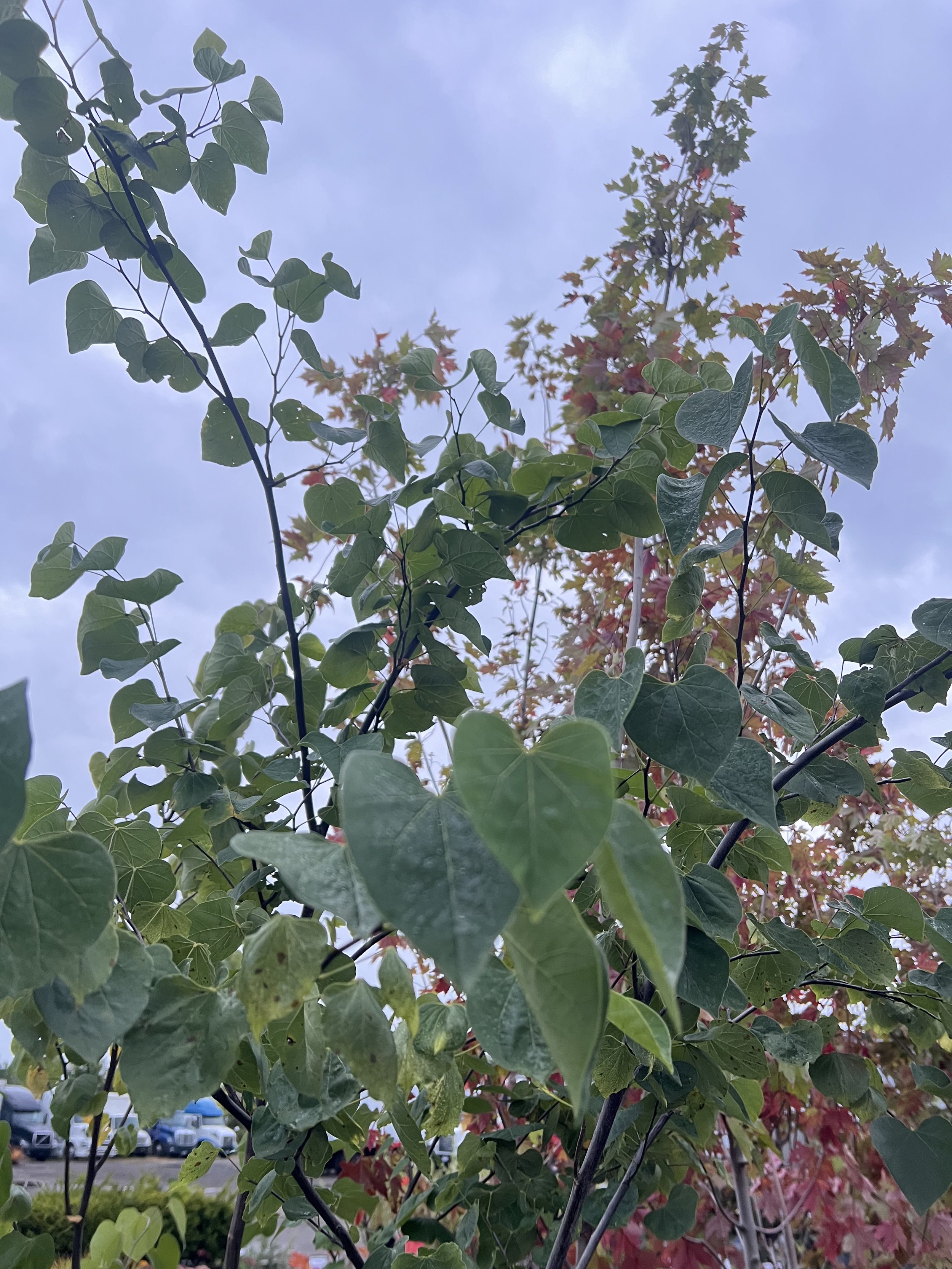 Eastern Redbud (On Standard)