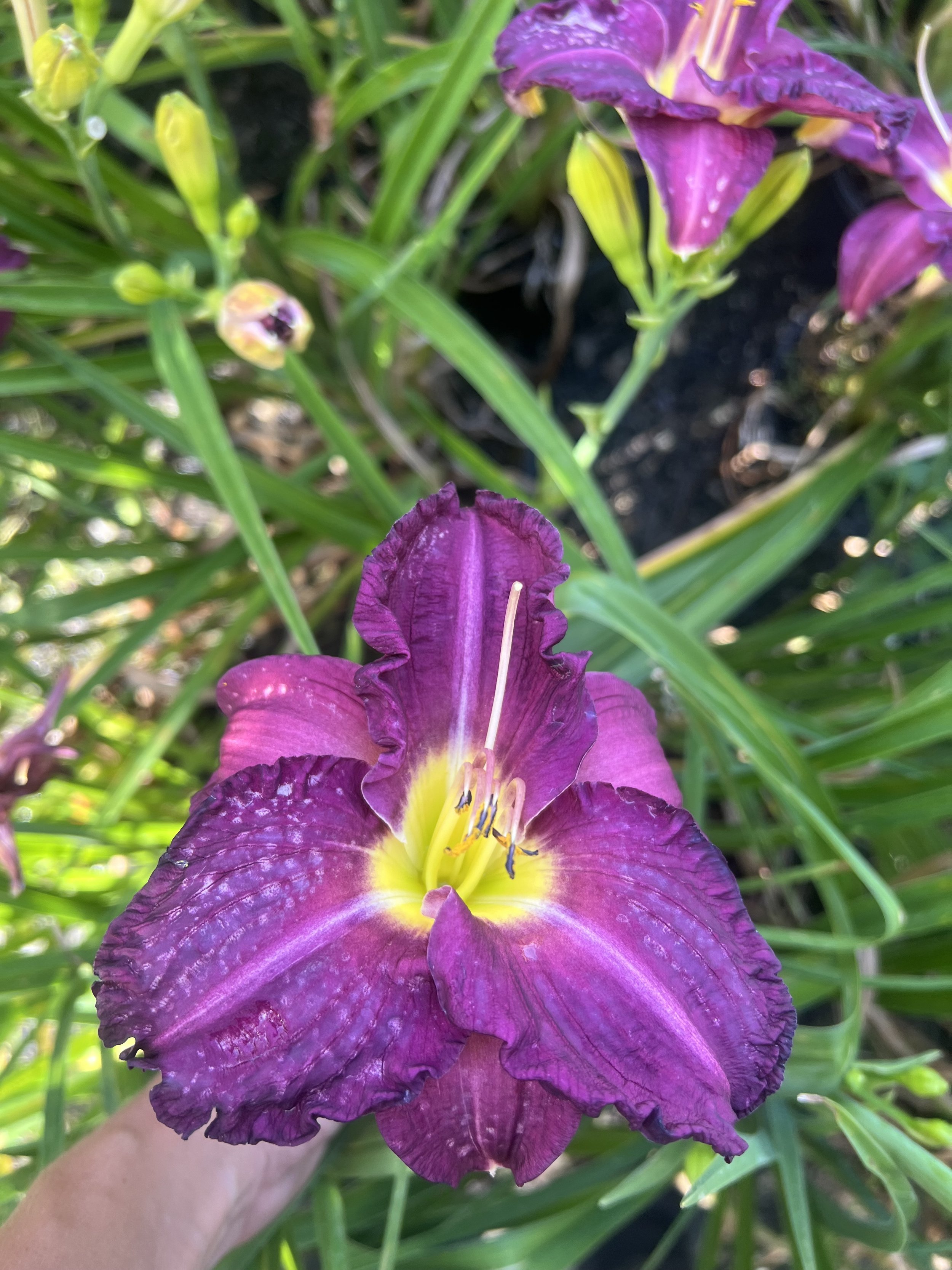 IMG_1129.jpeg
