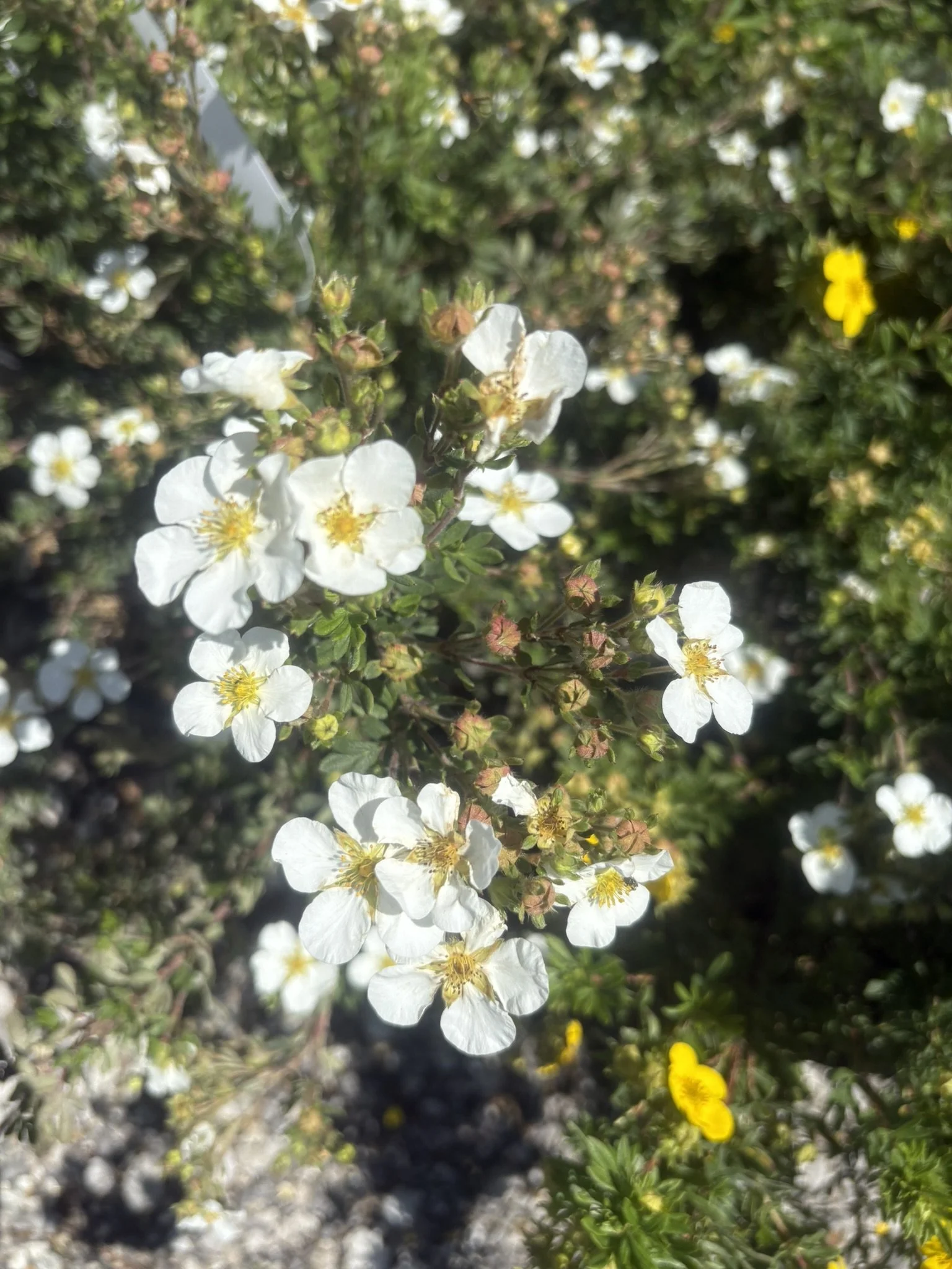 IMG_6135.JPEG