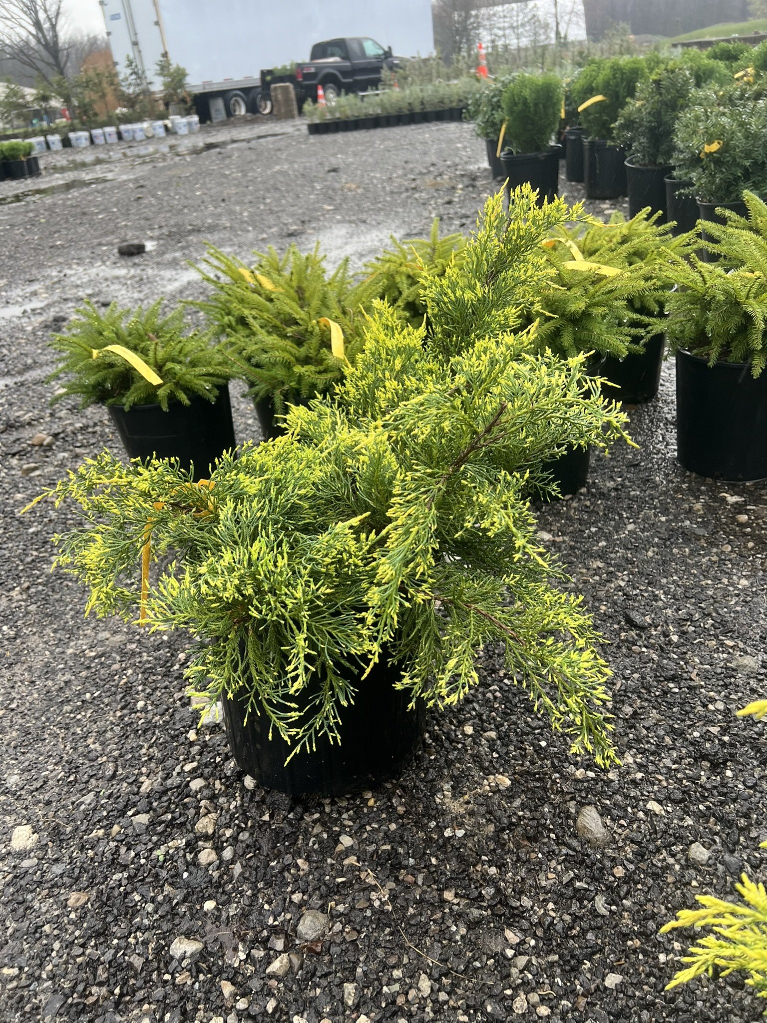 Gold Lace Juniper