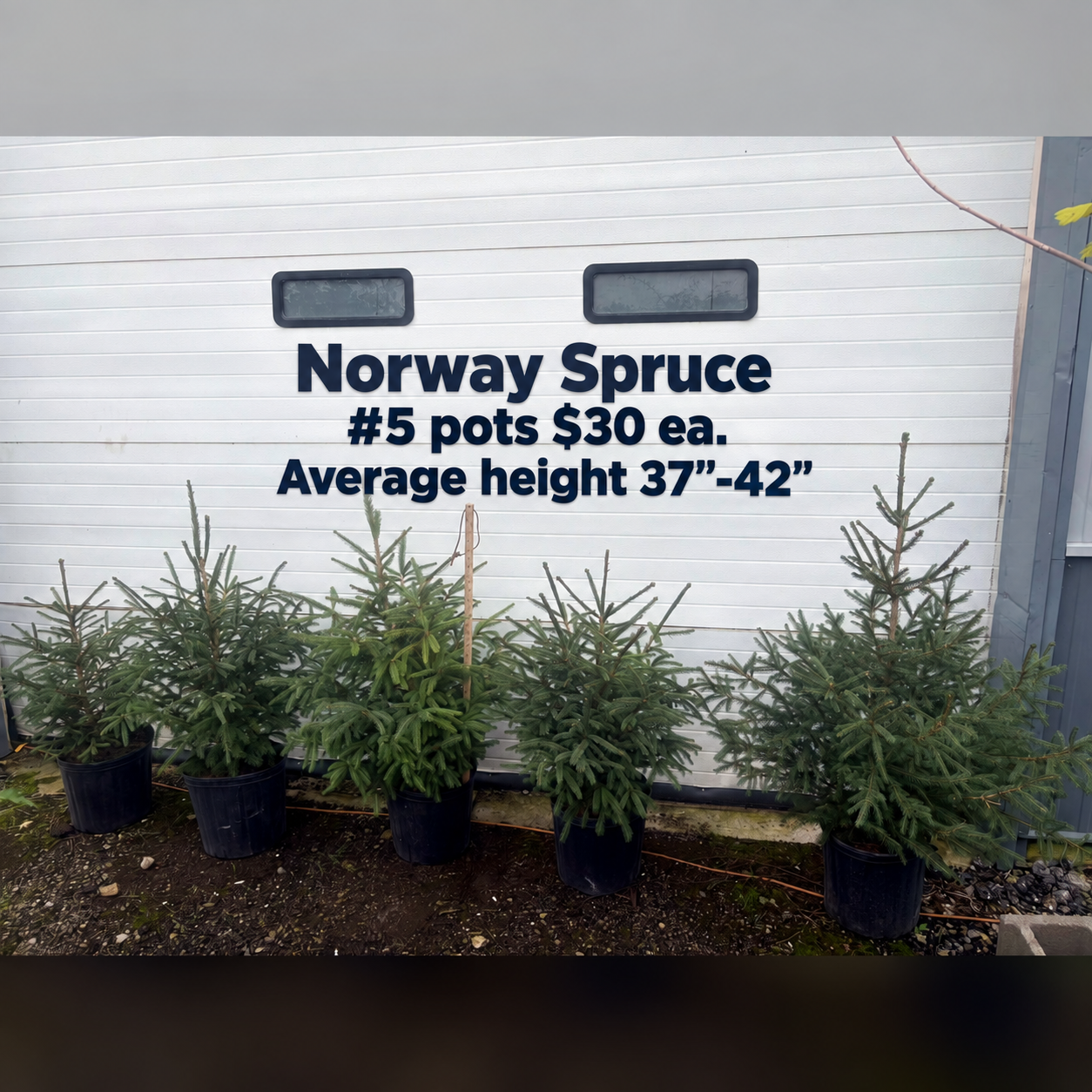 Norway Spruce