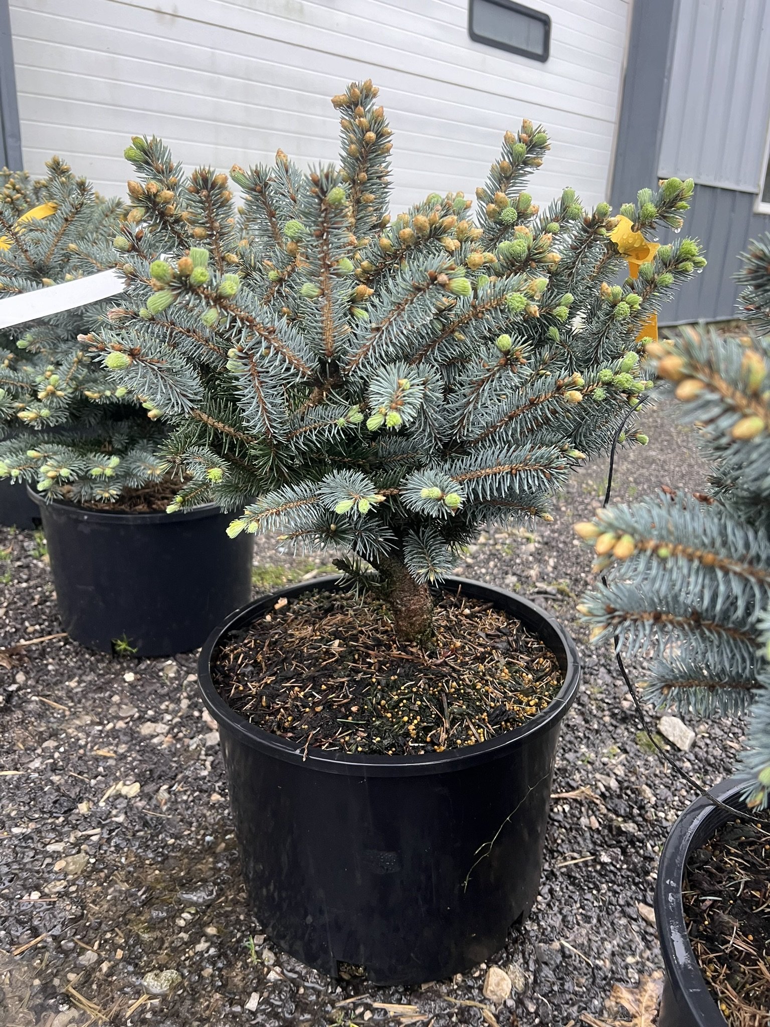 Globosa Spruce