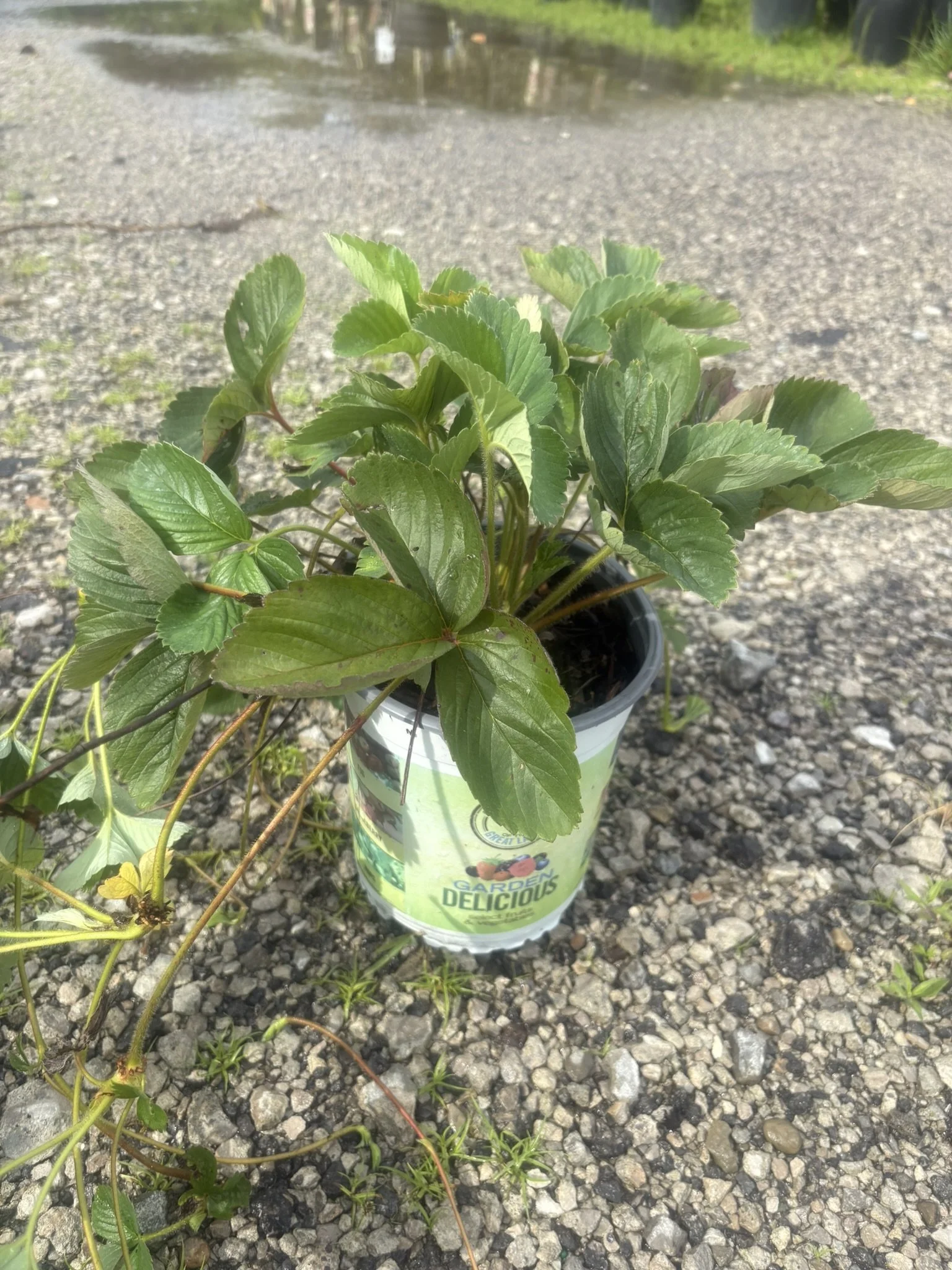 Strawberry-Honeoye