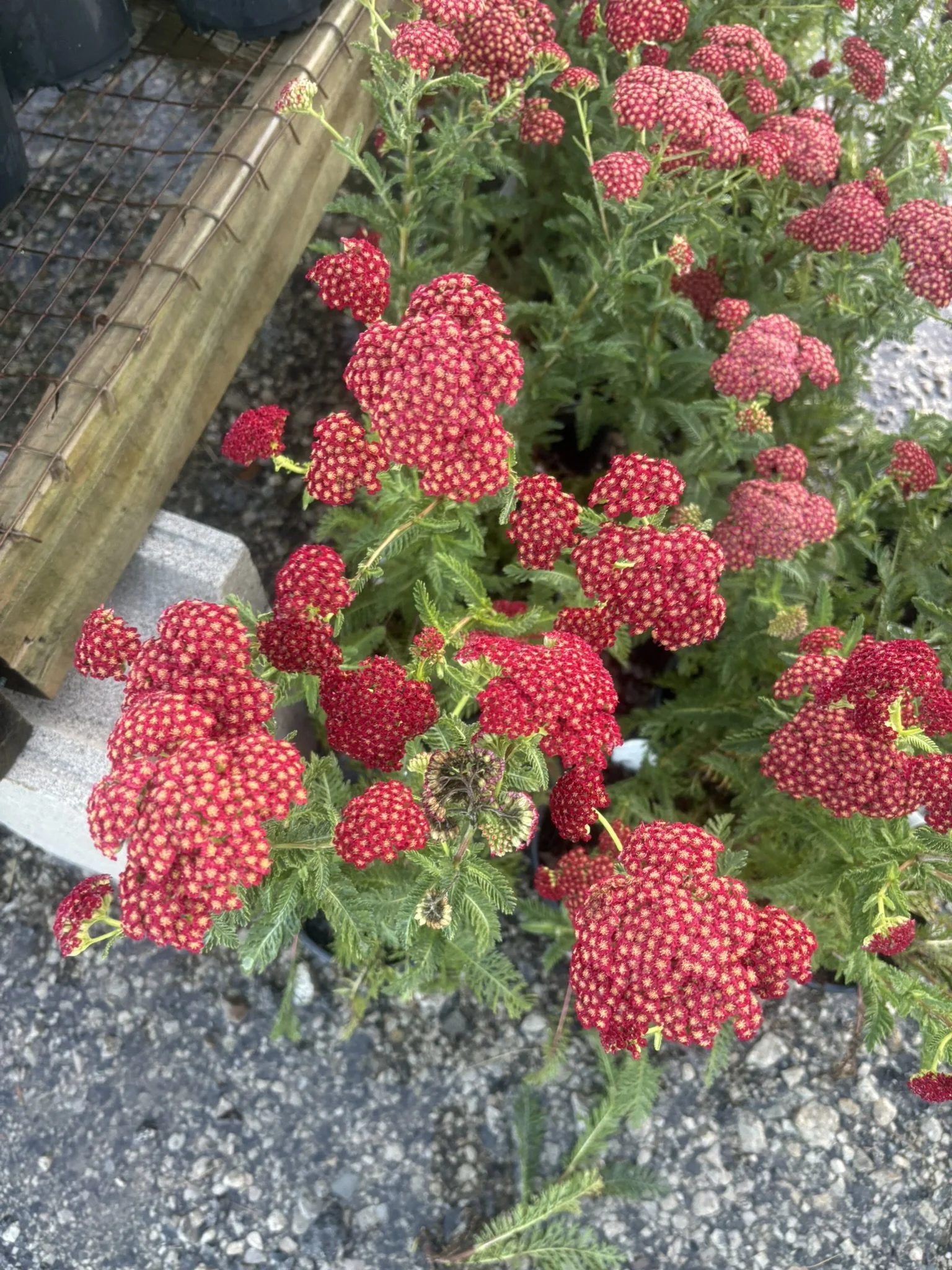 IMG_6066.JPEG