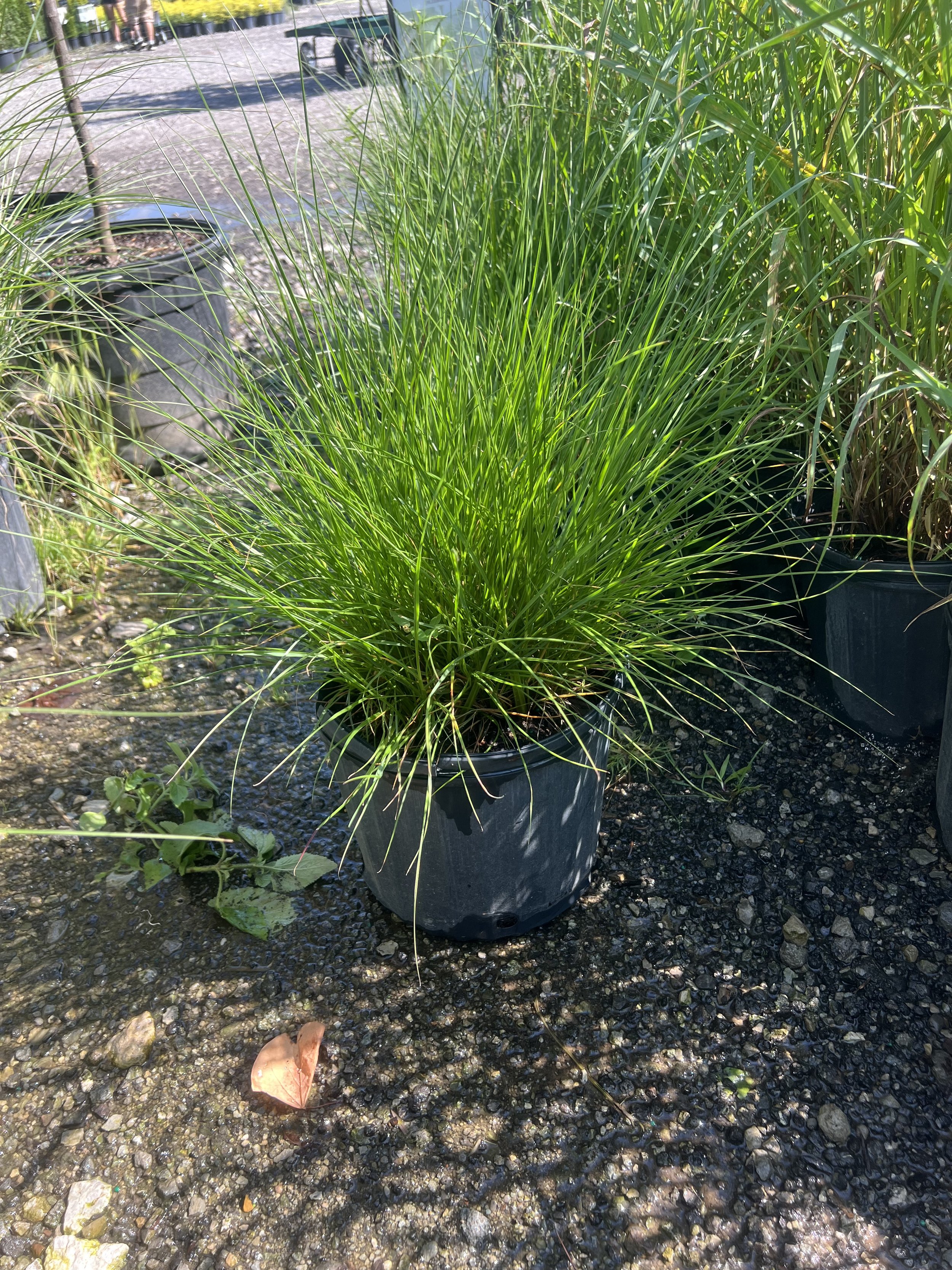 Fountain Grass