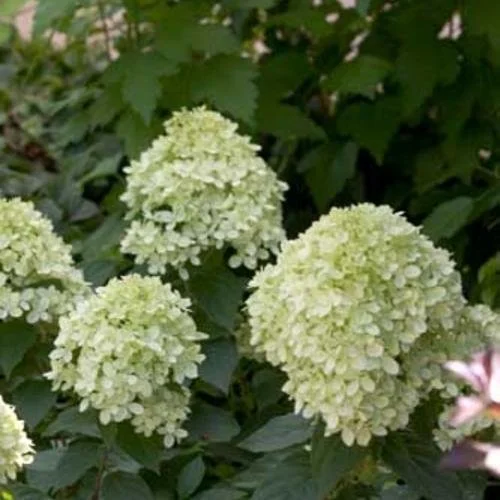 hydpanlittlelime8227.jpg